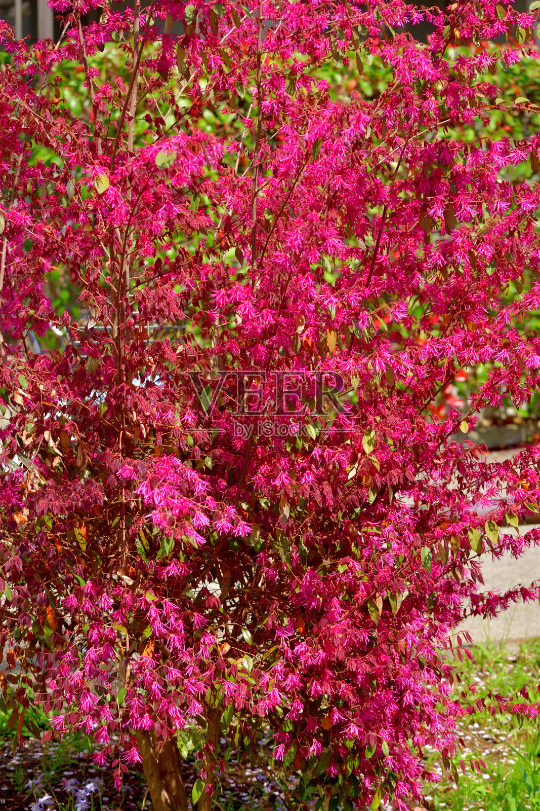 中国流苏花/中国花照片摄影图片