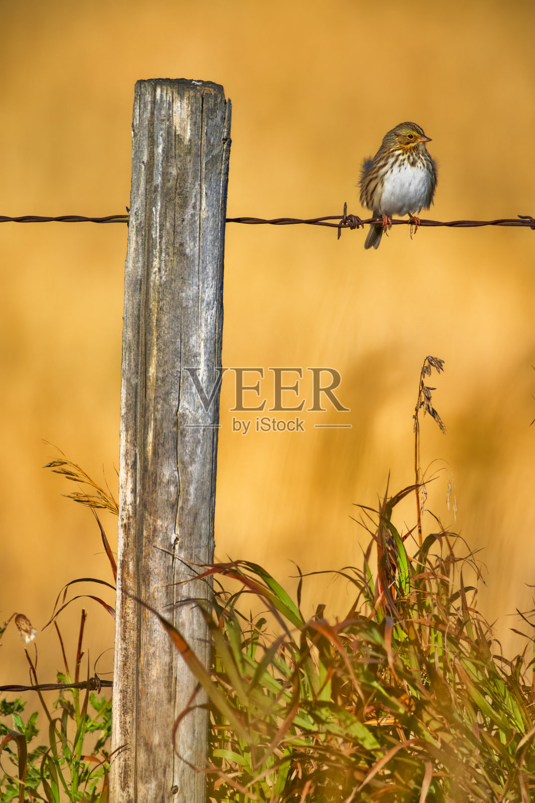 加拿大艾伯塔省乡村照片摄影图片