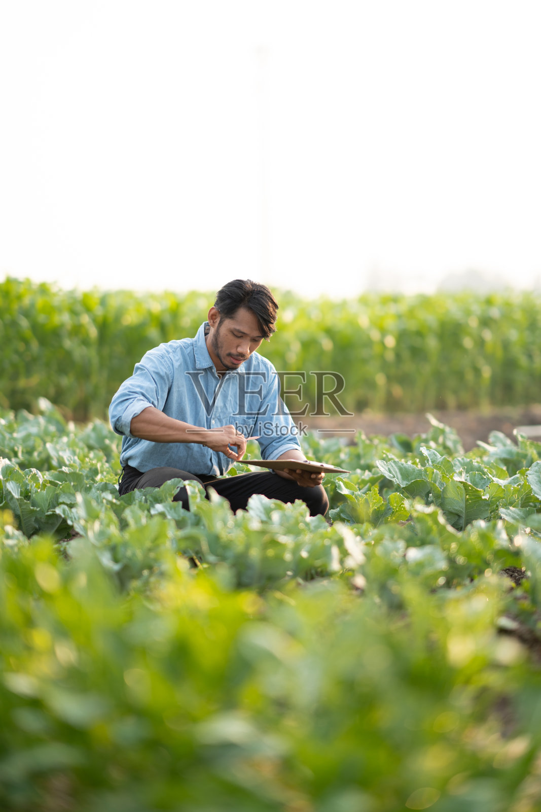 年轻的亚洲农民在他的农场记录数据，试图收集和检查蔬菜。照片摄影图片