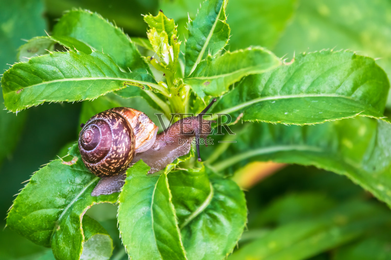 林中蜗牛，在花园里的植物上滑翔。宏,特写。照片摄影图片