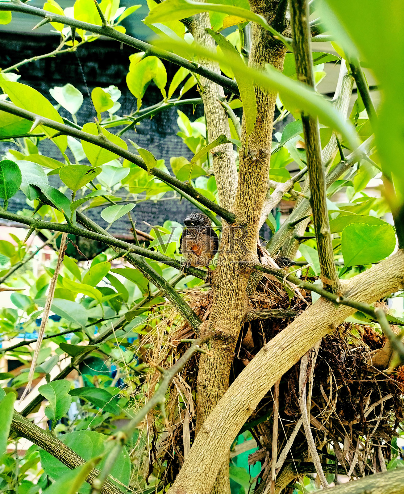 鸟学会飞翔照片摄影图片