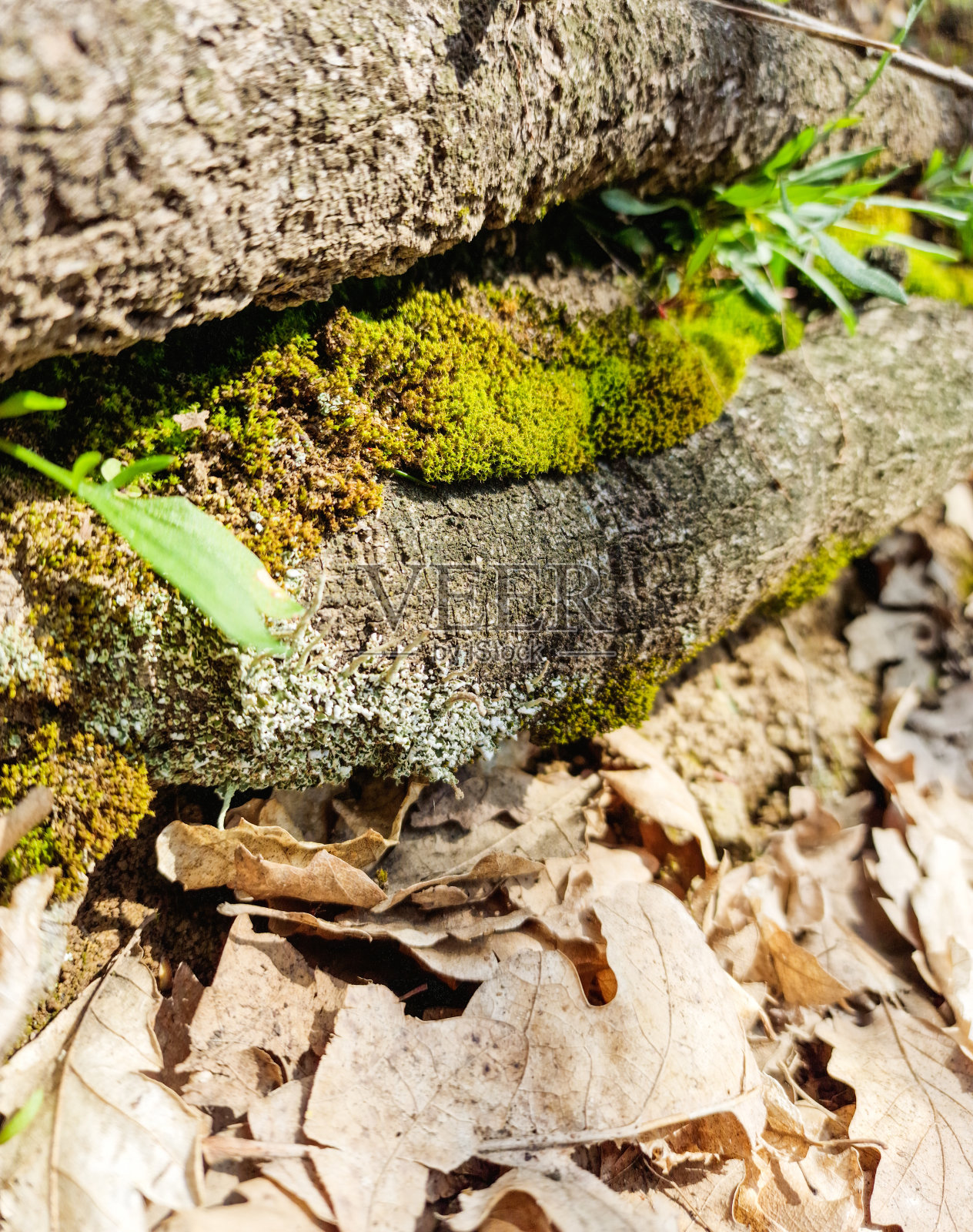 自然特写照片照片摄影图片
