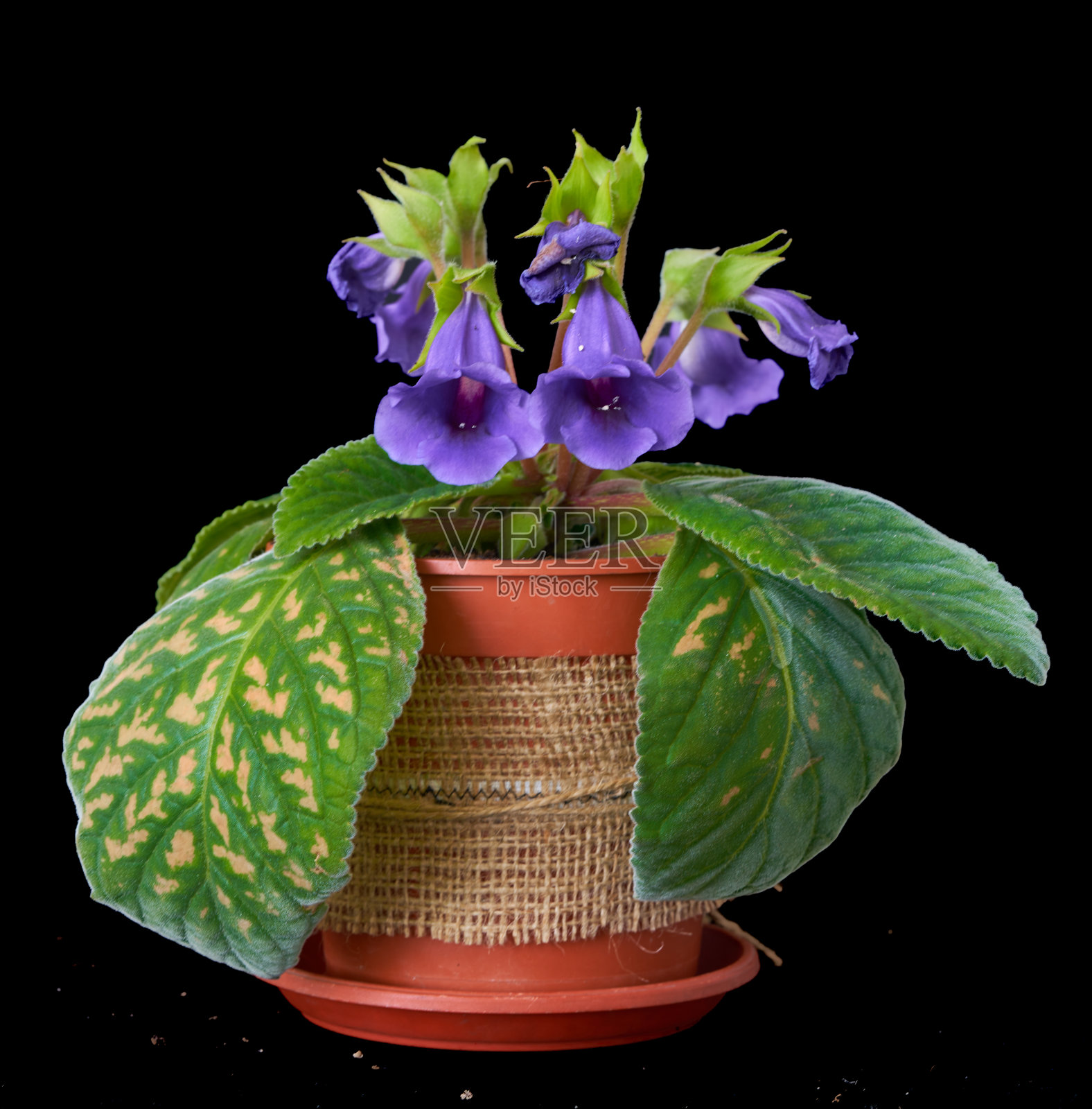 盆中生长的桂花照片摄影图片