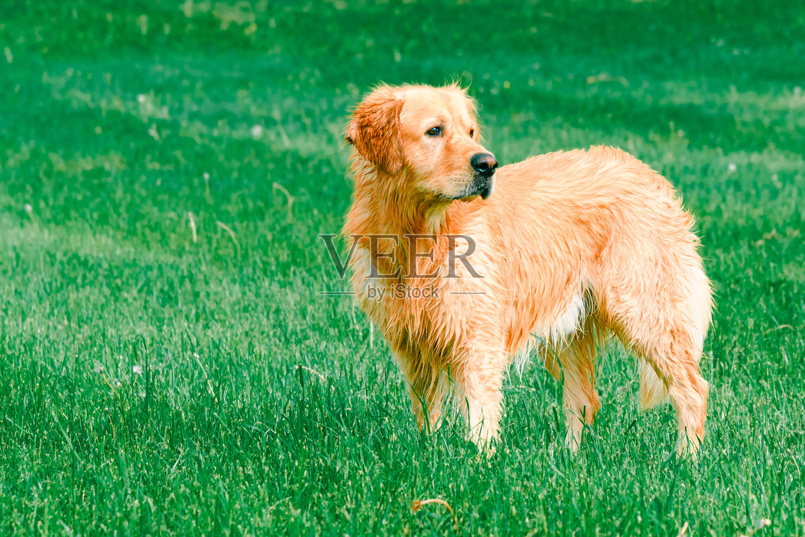金毛猎犬在野外。漂亮的狗。金毛拉布拉多犬在夏天的草地上。照片摄影图片