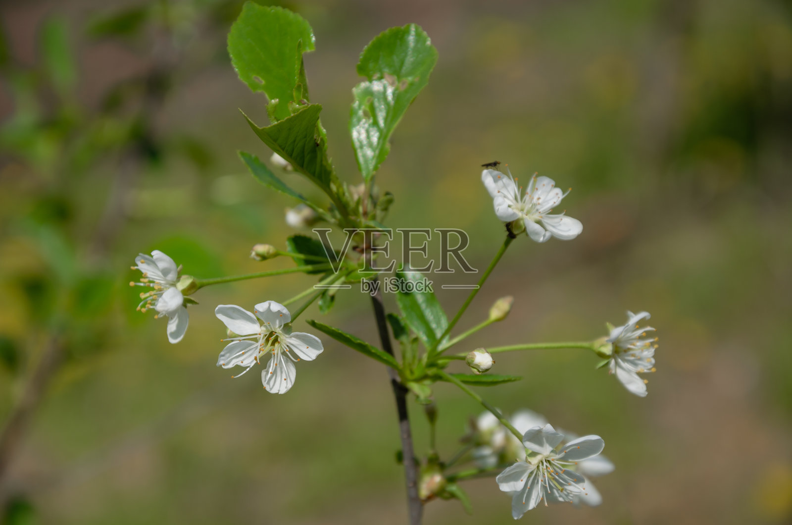 甜樱桃开着白花在花园里照片摄影图片