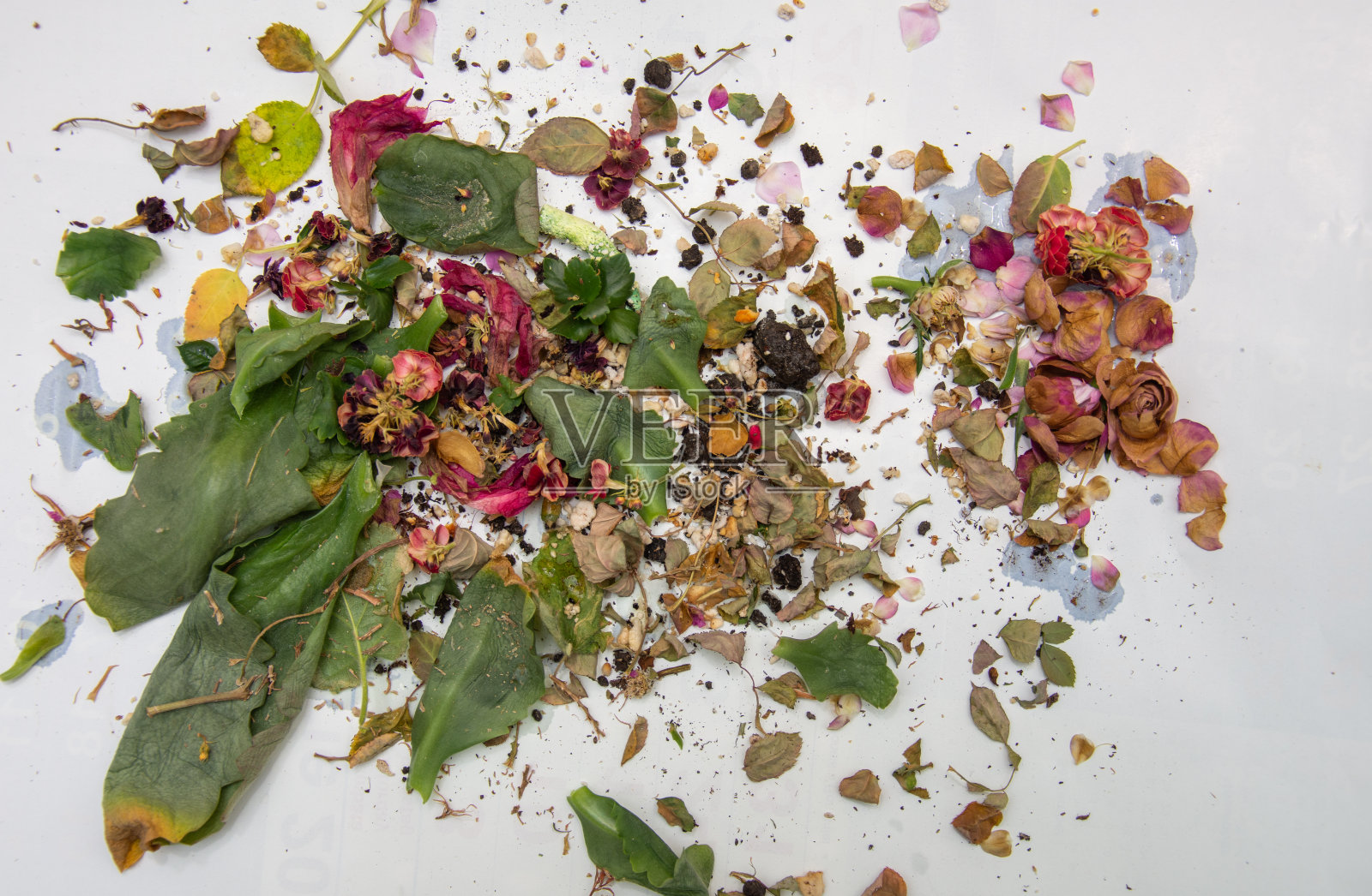 静物与花的叶子照片摄影图片