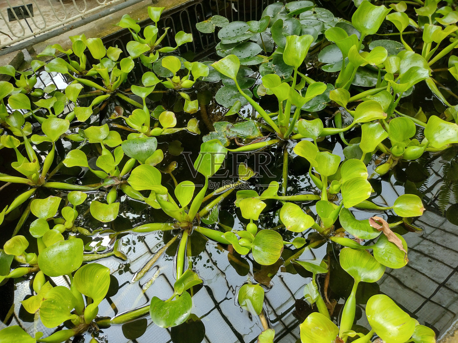 植物园内水中的南美海绵植物。Limnobium laevigatum照片摄影图片