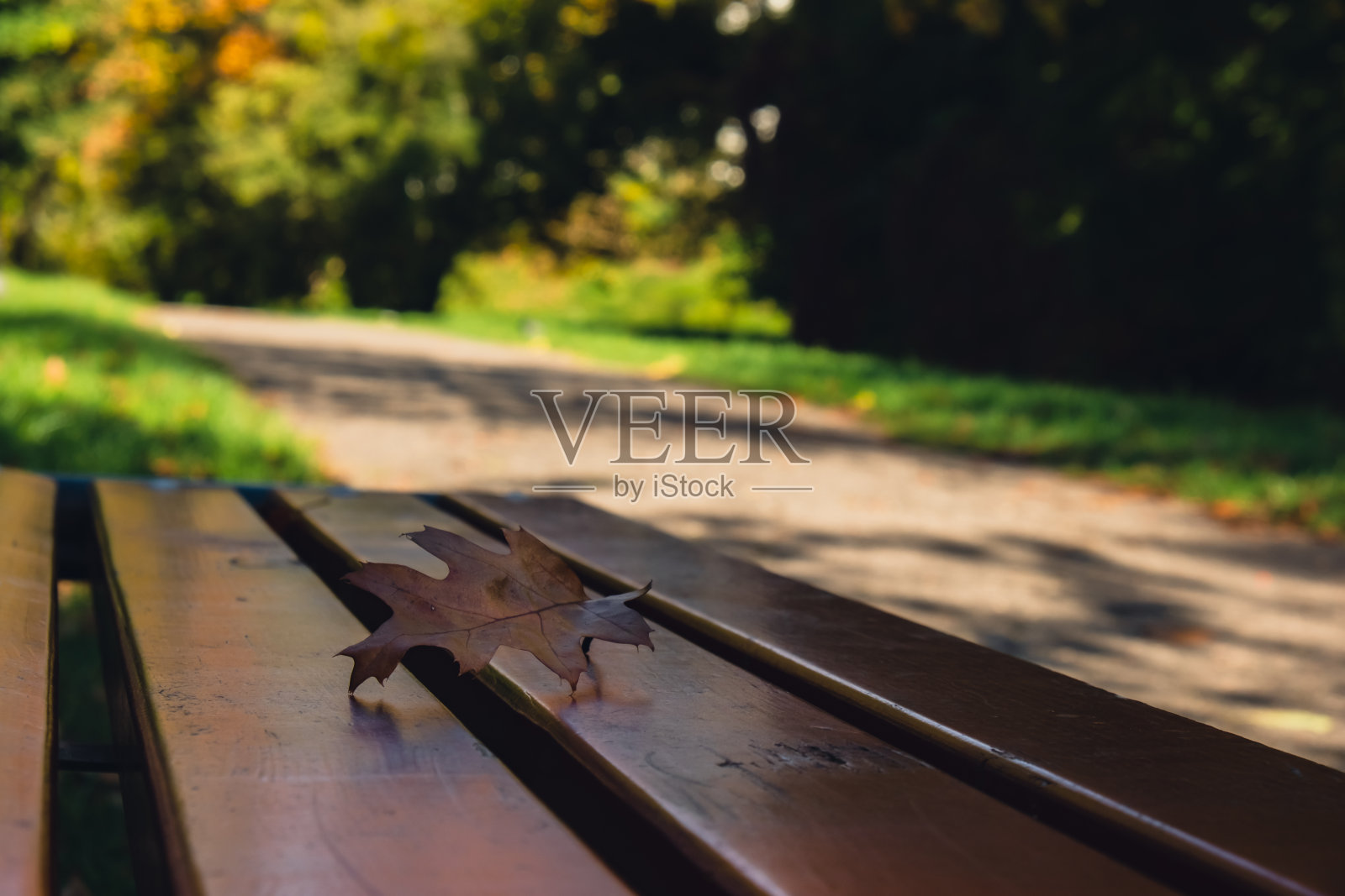 五彩缤纷的秋叶落在木凳上。透过公园森林里秋天的树叶。金色的树叶。秋天的森林里有一棵美丽的黄叶树。小径上散落着秋叶照片摄影图片