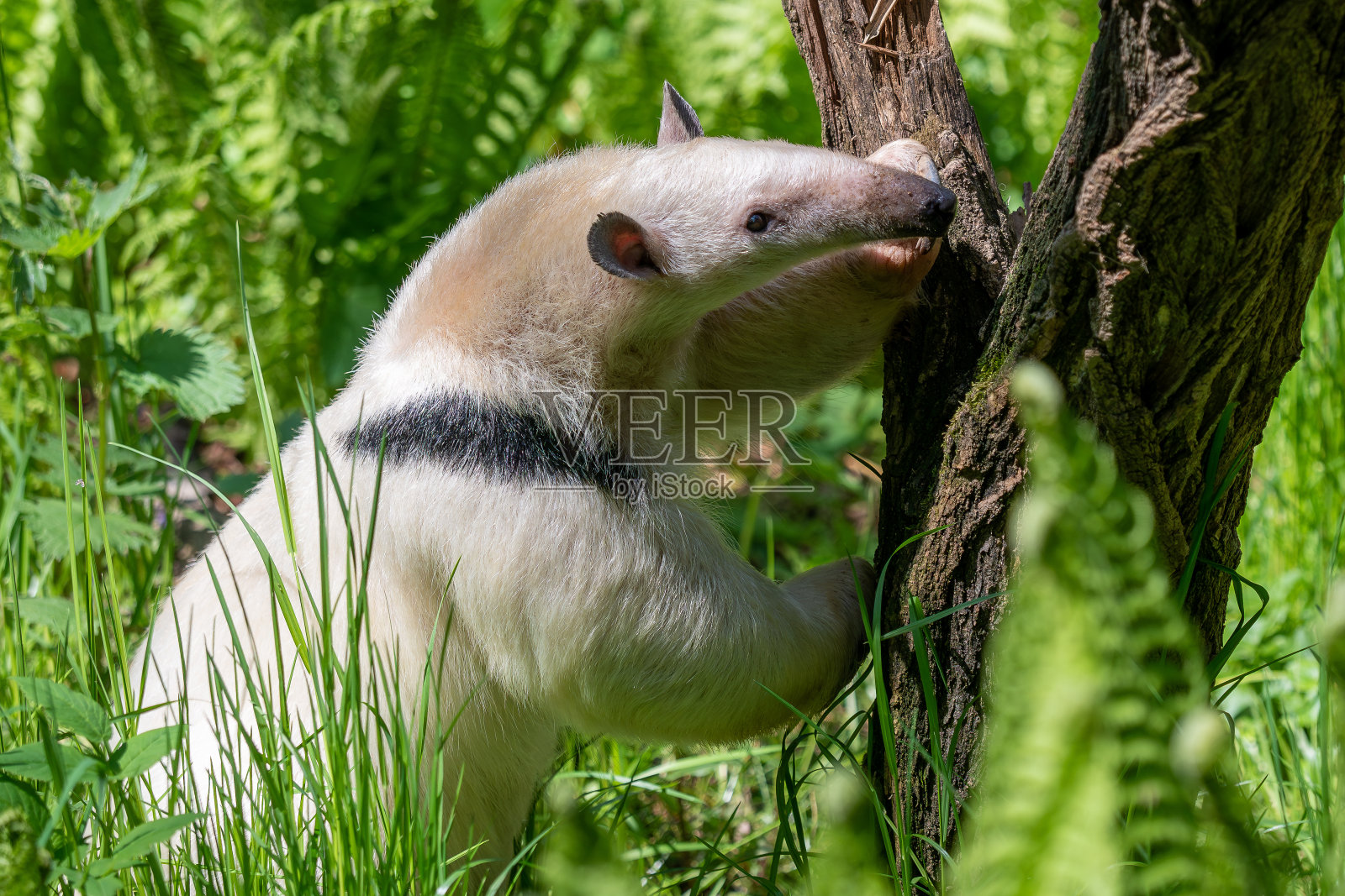 在枝上的南柽柳。Tamandua tetradactyla照片摄影图片
