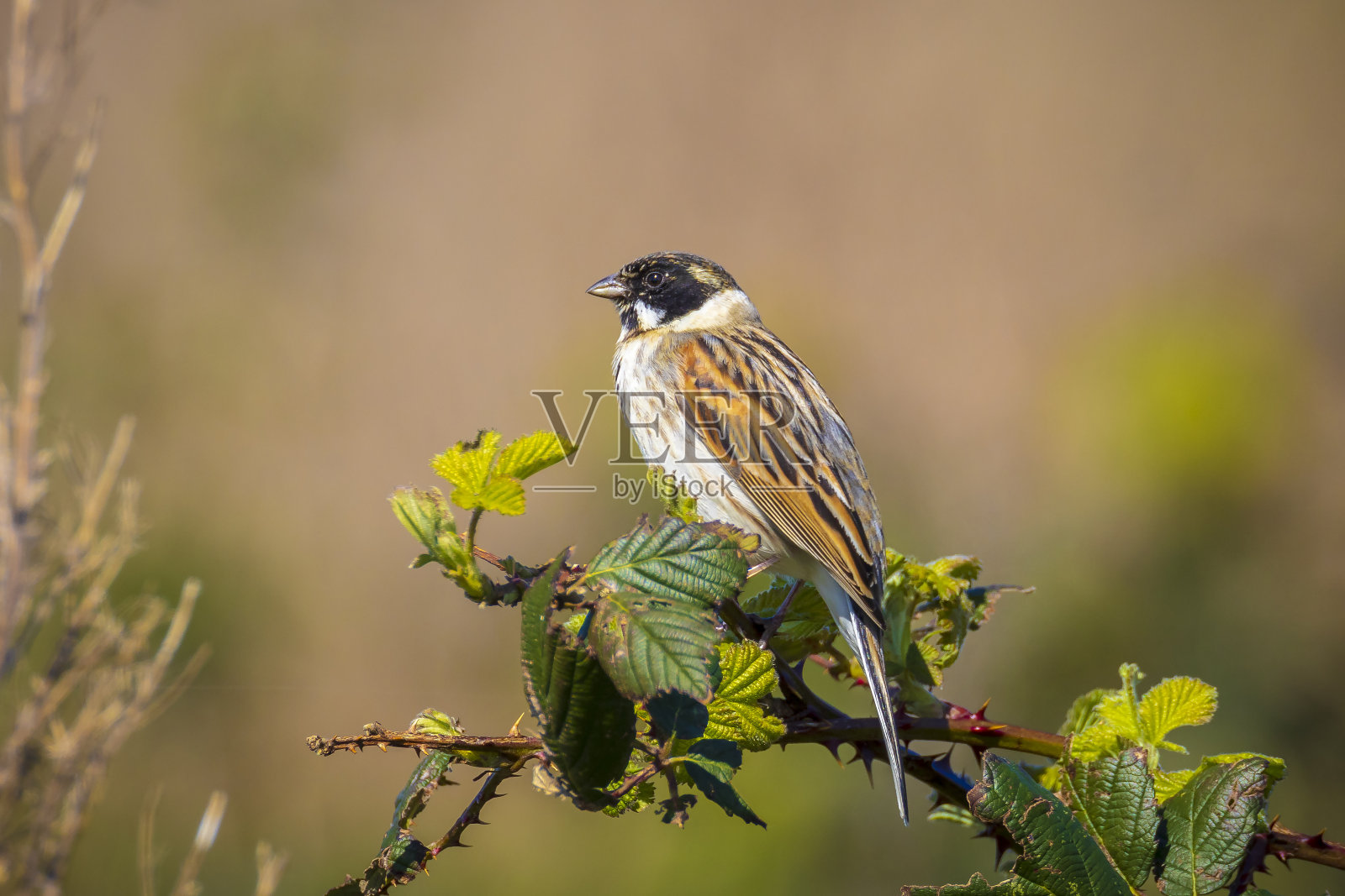 常见的芦苇猎雄鸟，Emberiza schoeniclus，唱歌照片摄影图片