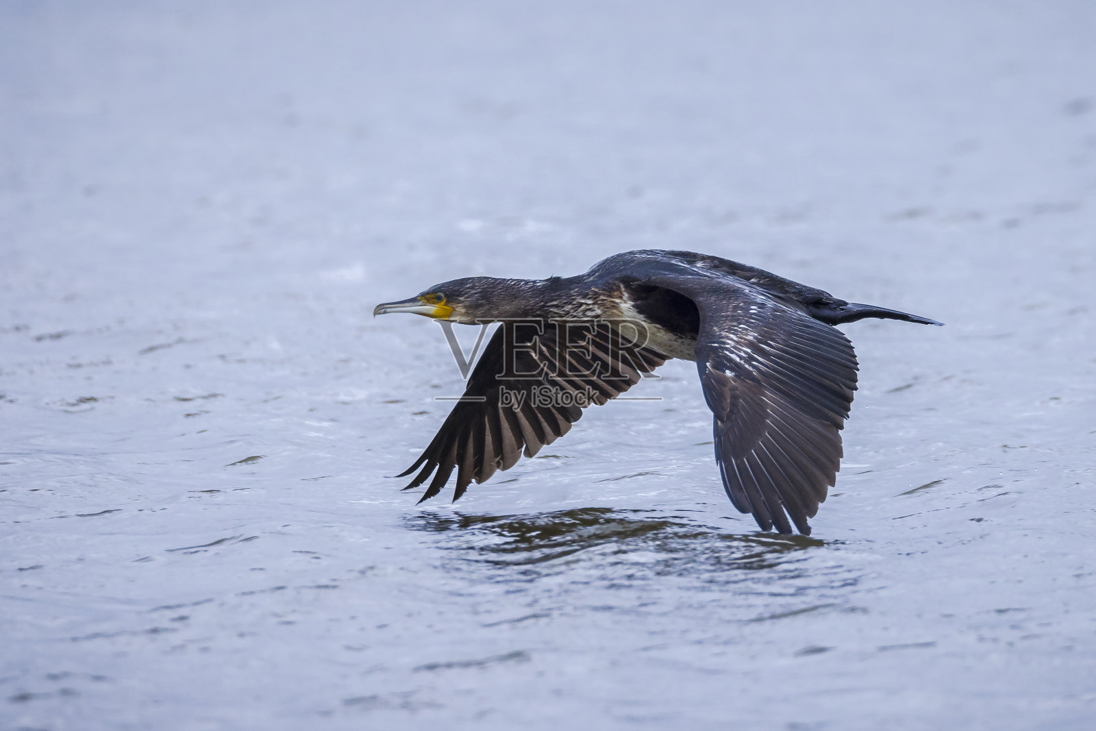 大黑鸬鹚，长颈鸬鹚，正在飞行照片摄影图片