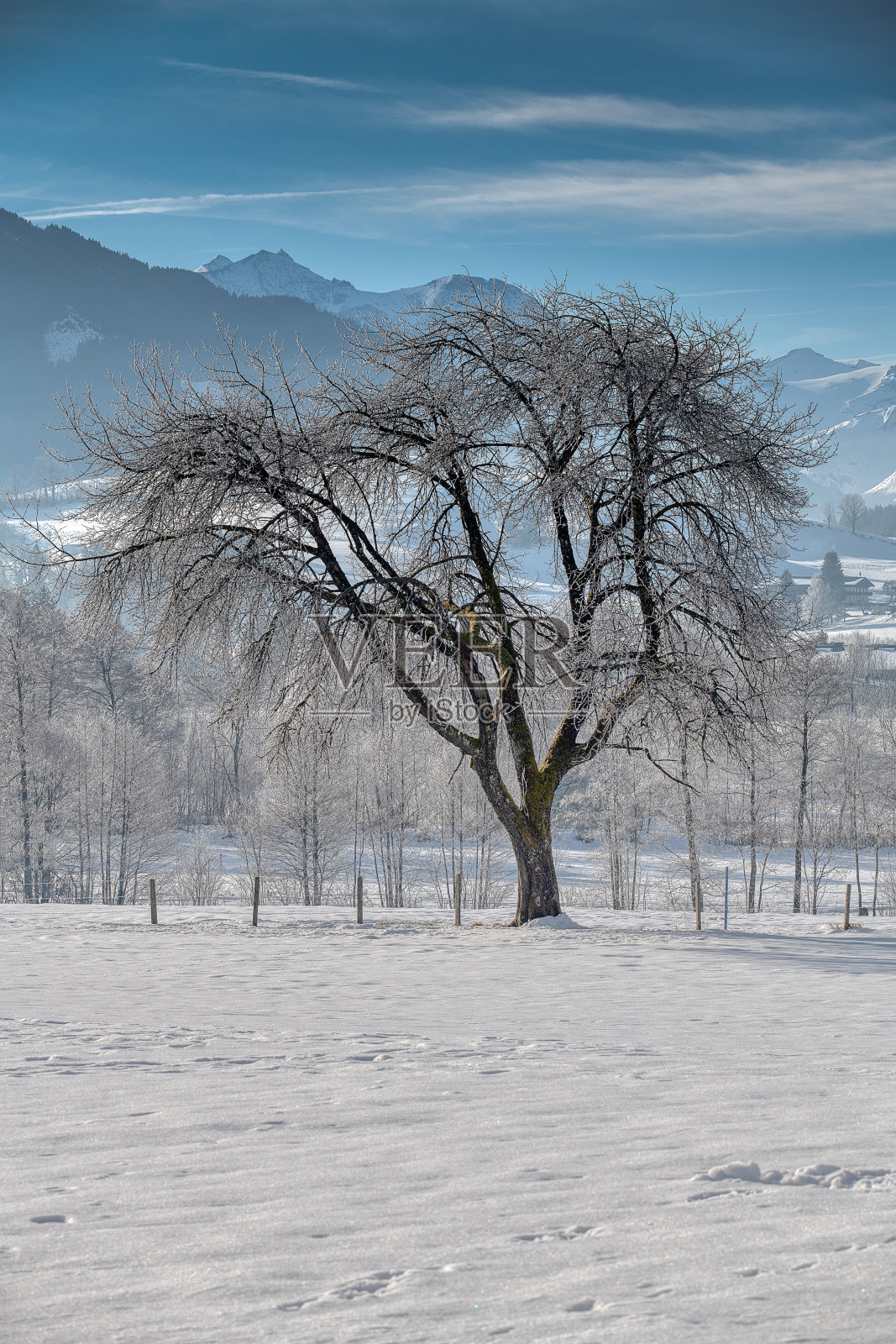 冬天的树照片摄影图片