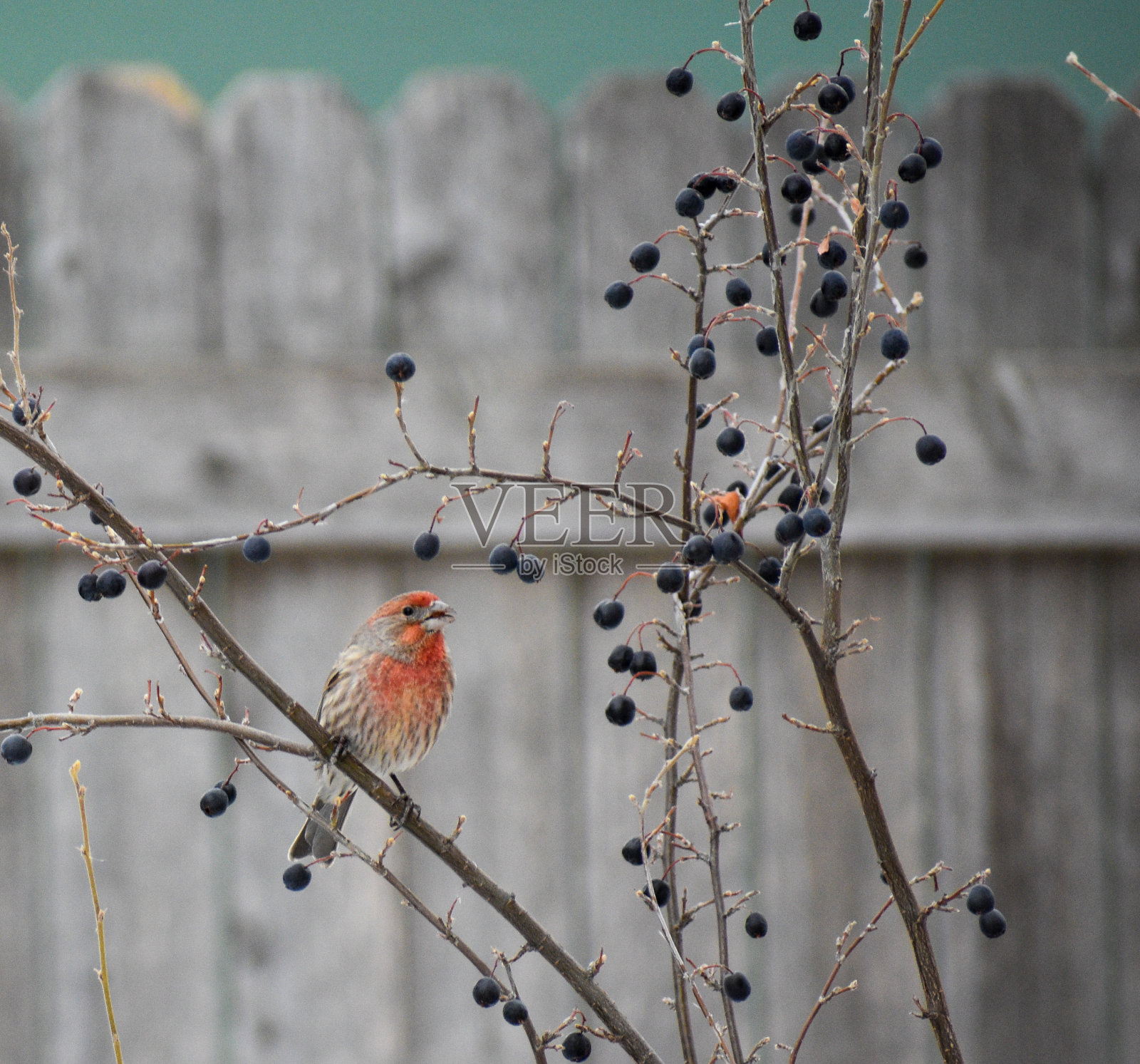 枝上的家雀照片摄影图片