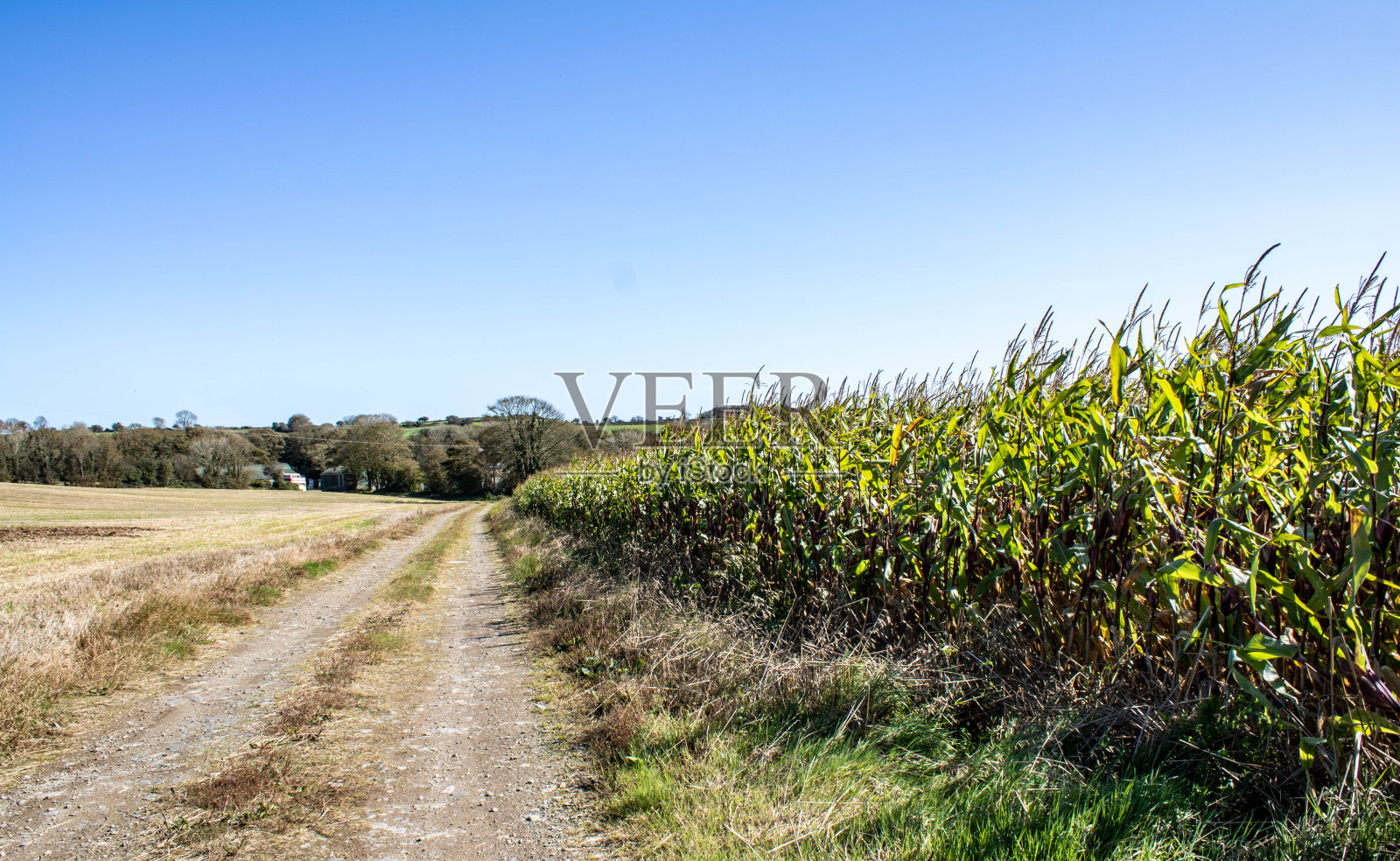 穿过西科克景观的乡村道路照片摄影图片