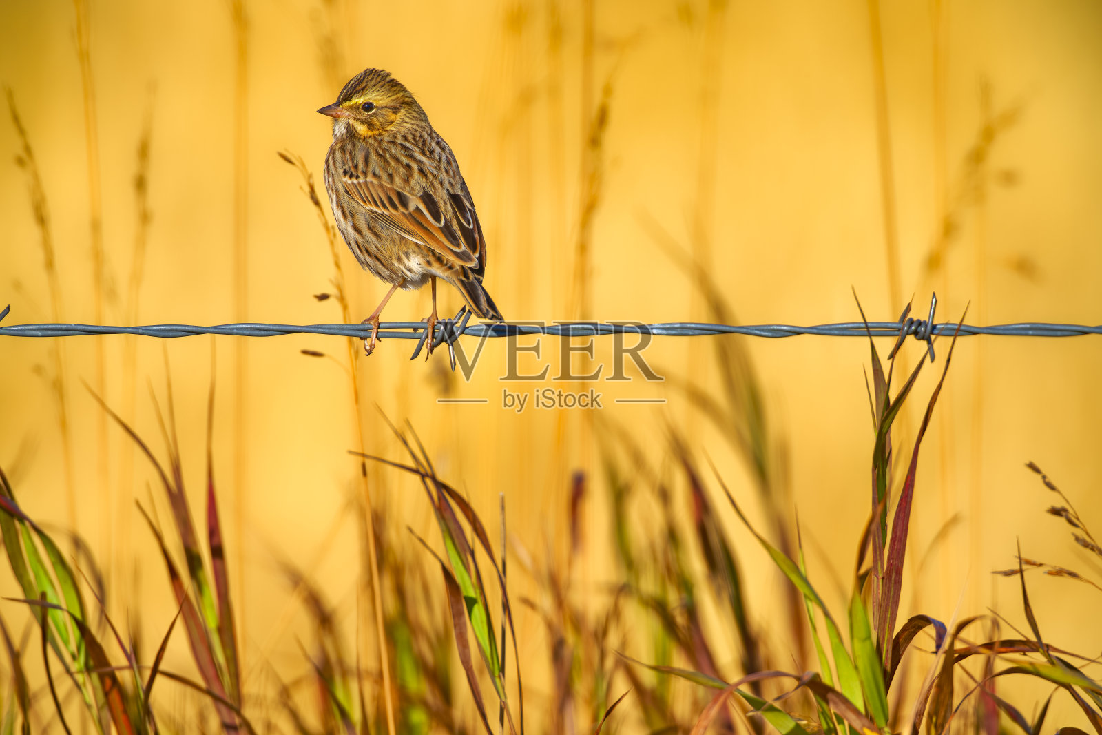 加拿大艾伯塔省乡村照片摄影图片