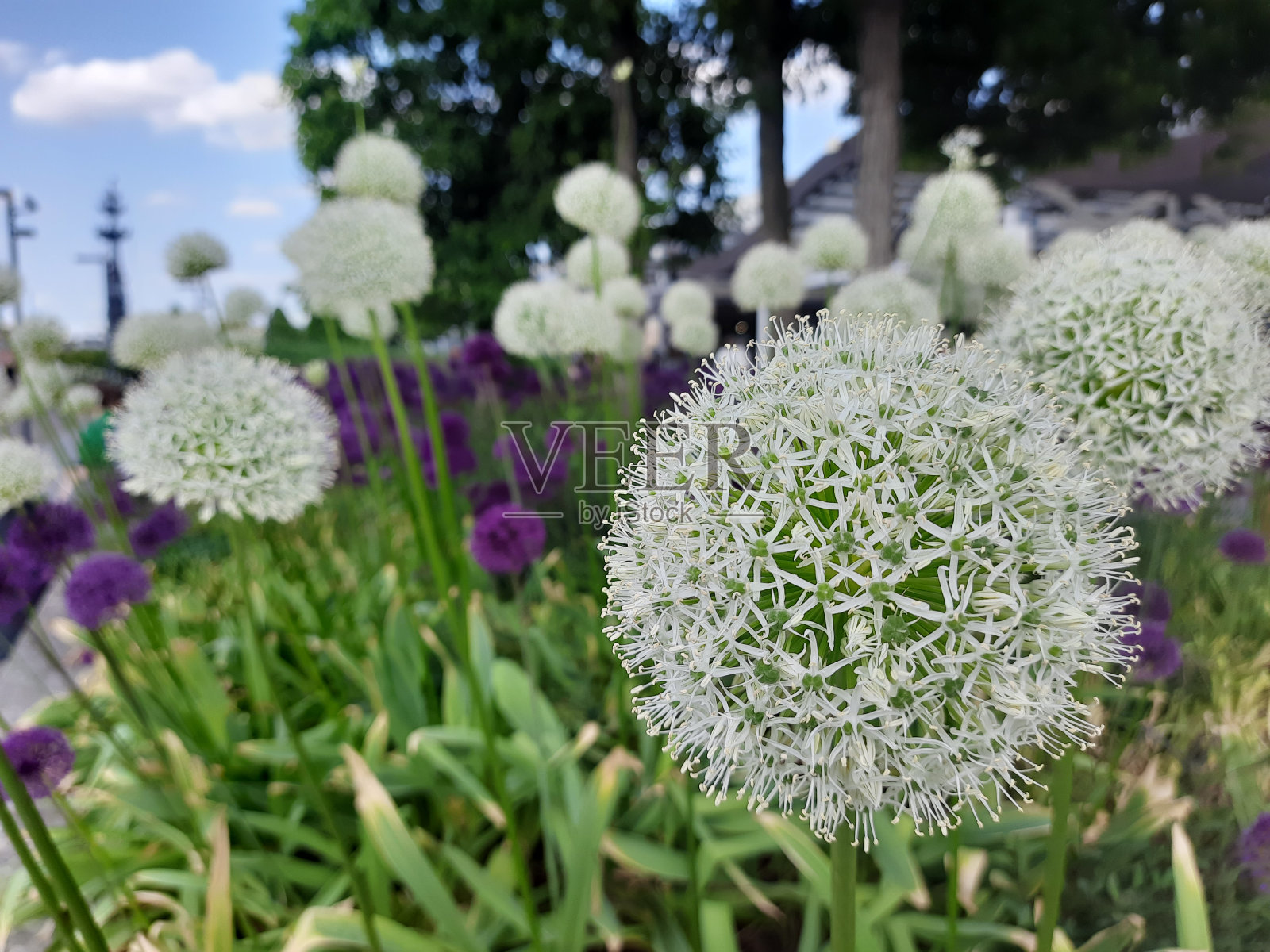 球形的装饰性圆形花，形状不寻常照片摄影图片
