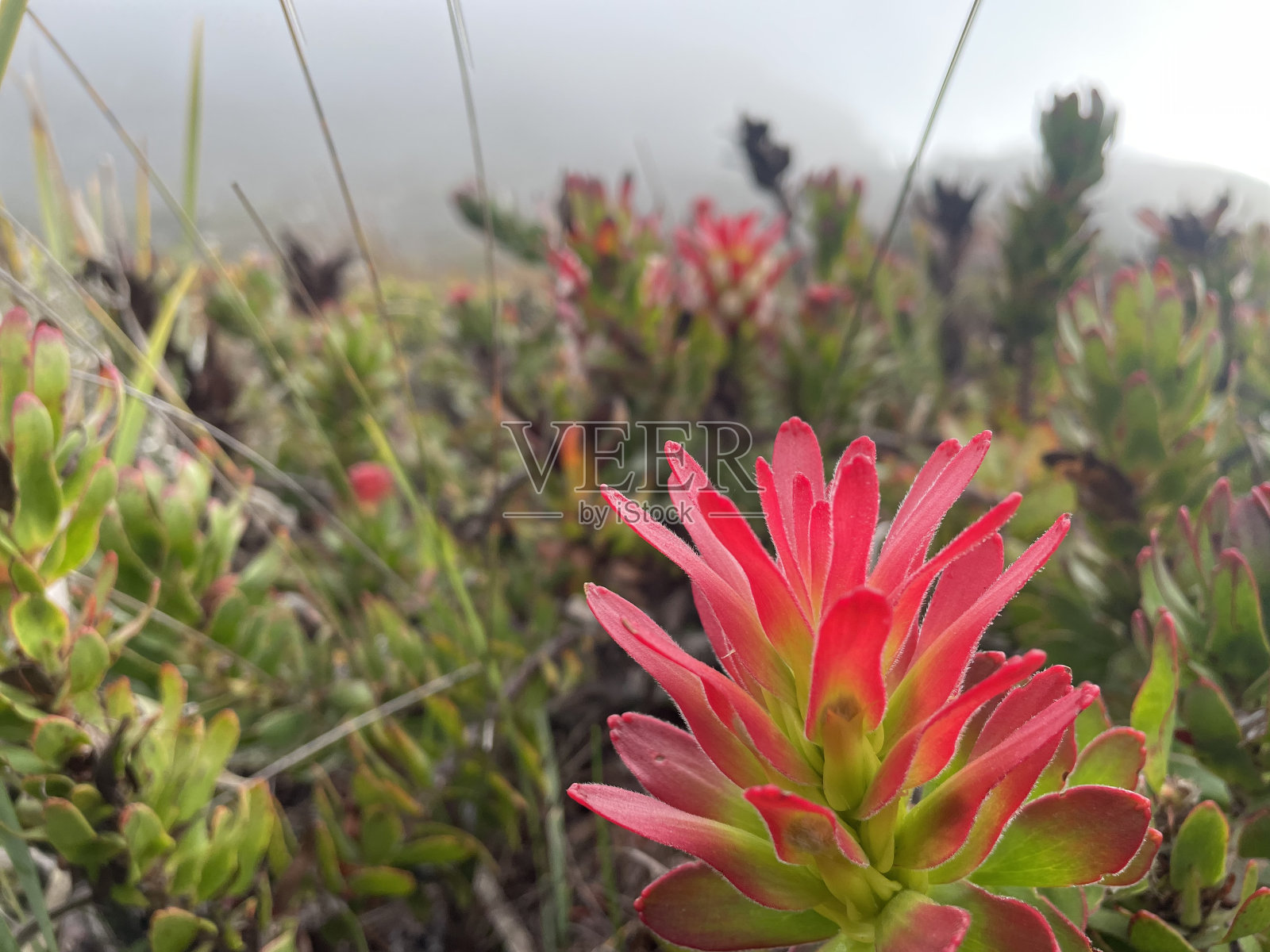花照片摄影图片
