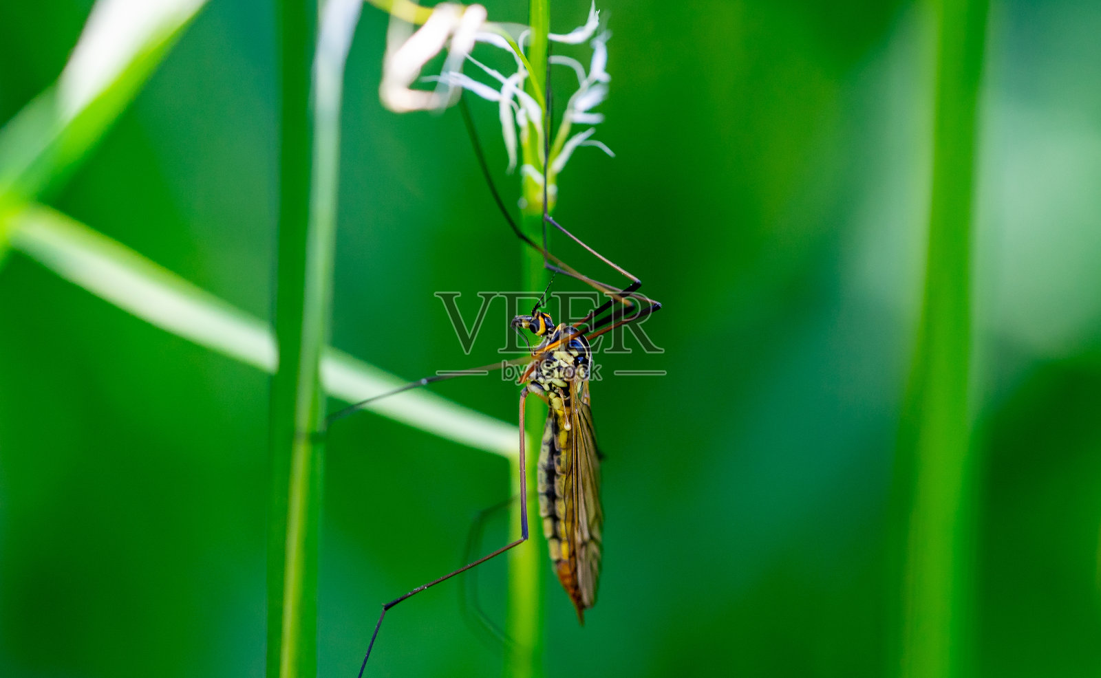 微距拍摄叶上的食蚜蝇照片摄影图片