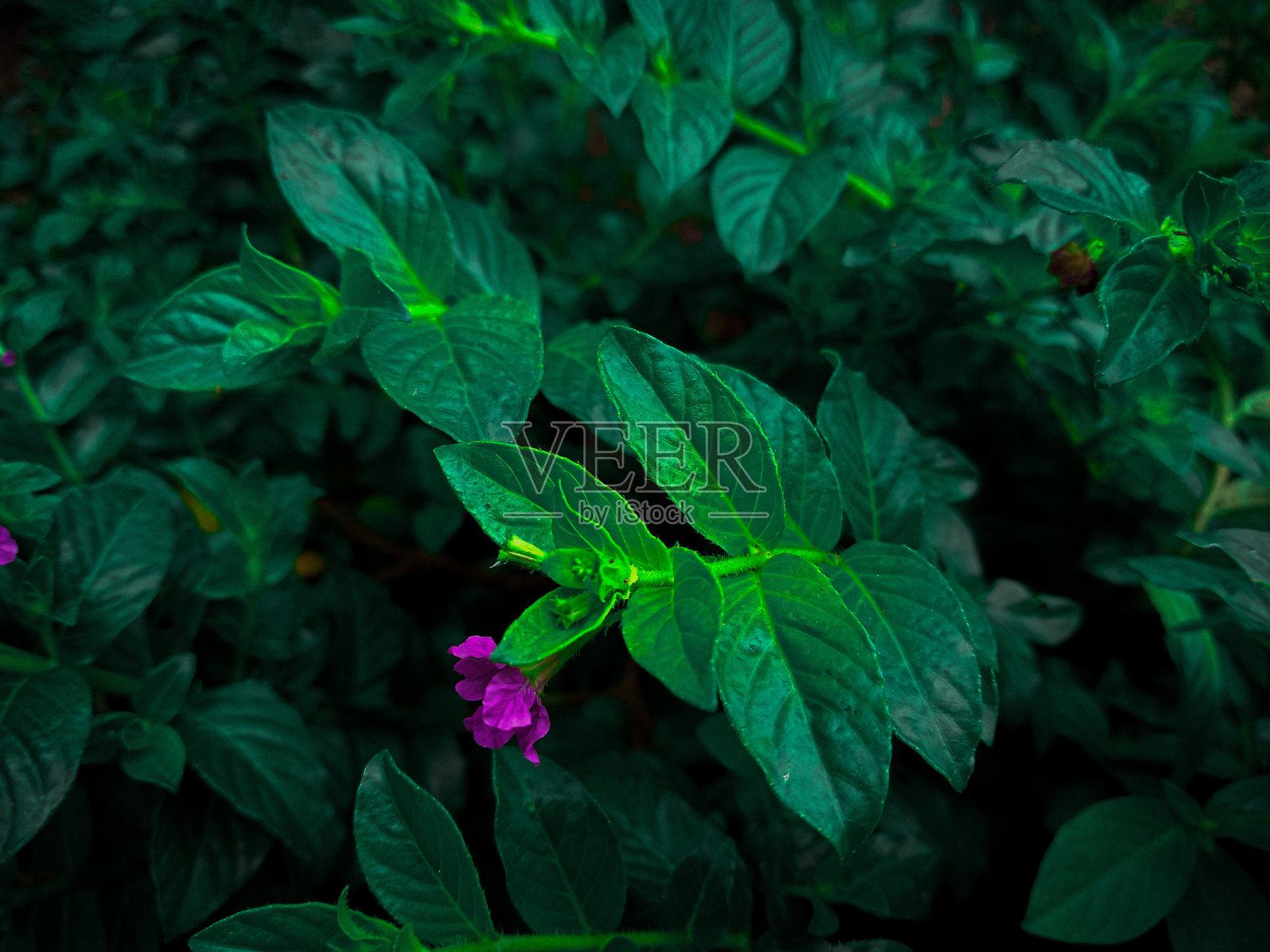 美丽的绿叶，紫色的花朵，壁纸和背景照片摄影图片