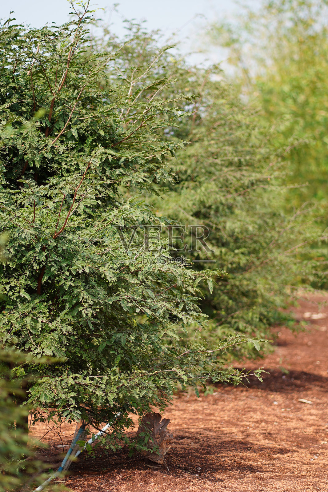罗望子树照片摄影图片