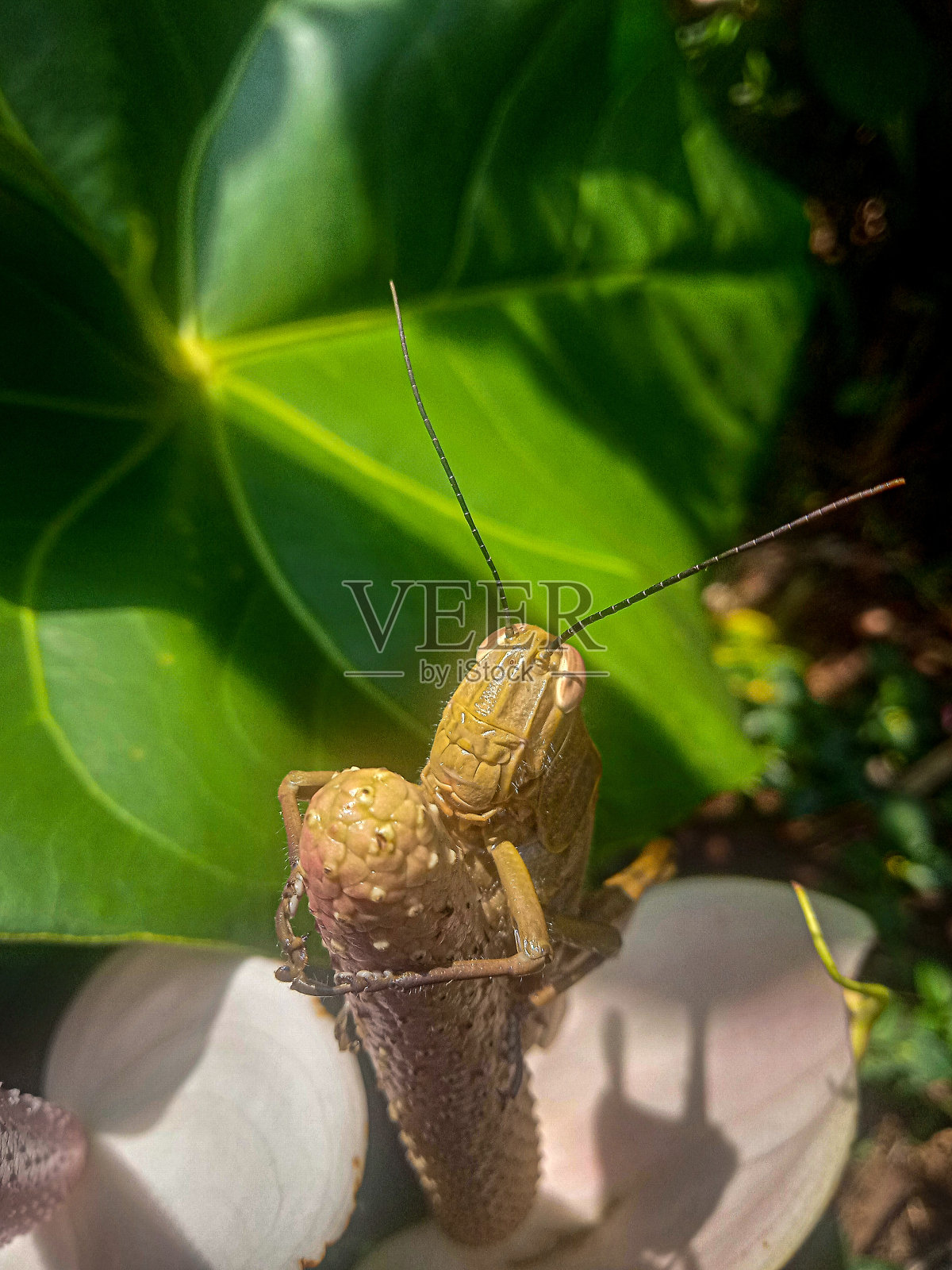 石蚱蜢有花枝在花园里，背景照片摄影图片