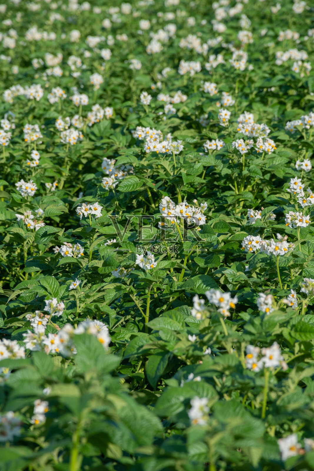盛开的马铃薯田照片摄影图片