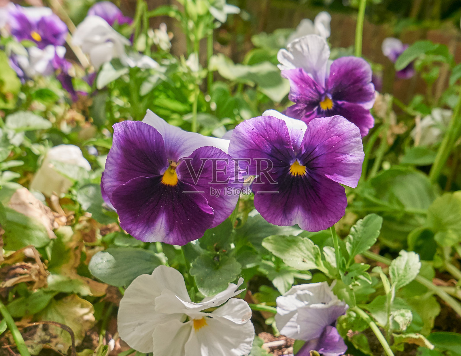 两朵紫色的三色堇，在自然背景上的微距。照片摄影图片