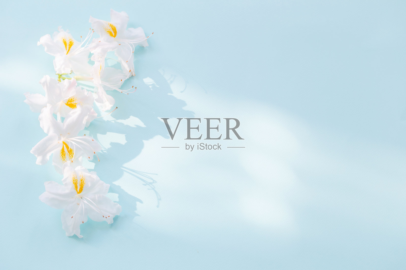 美丽的白色花朵在阳光下的蓝色背景照片摄影图片