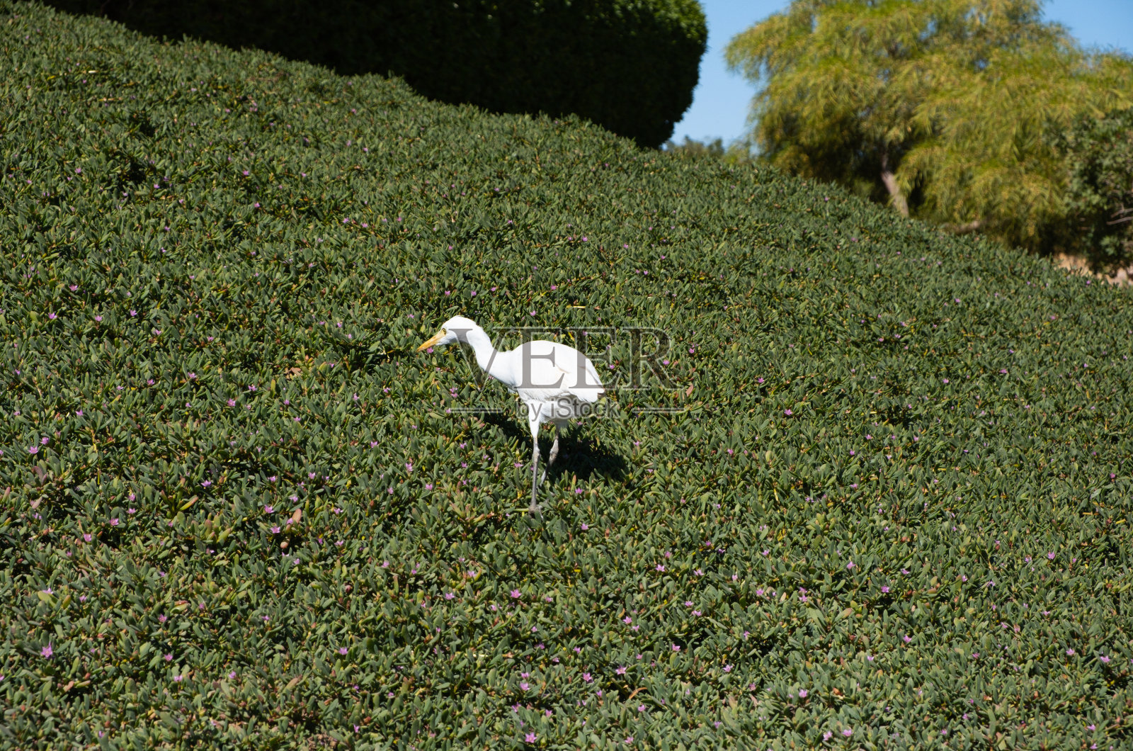 美丽的鸟在艾尔古纳海滩照片摄影图片