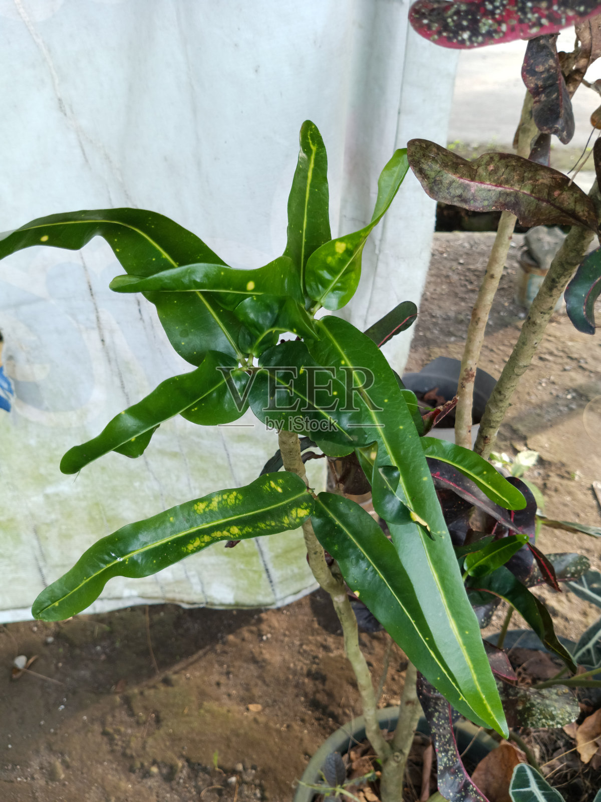 花园巴豆照片植物照片摄影图片