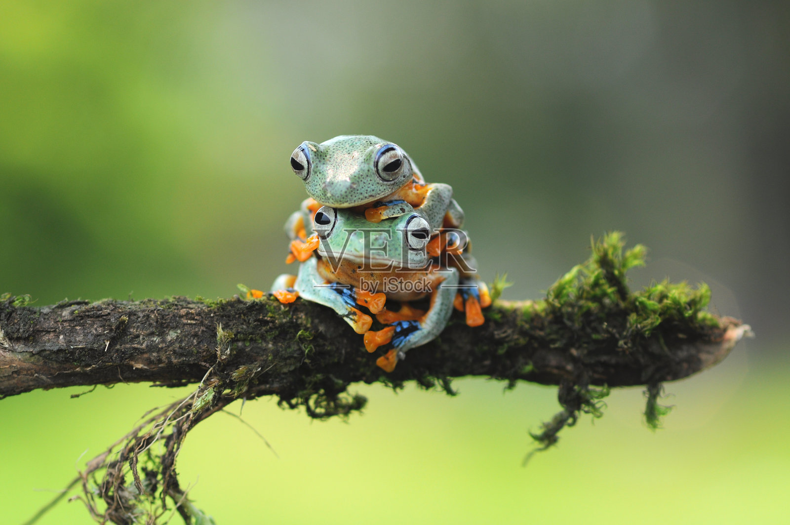 坐在植物上的矮胖青蛙，爪哇青蛙，照片摄影图片