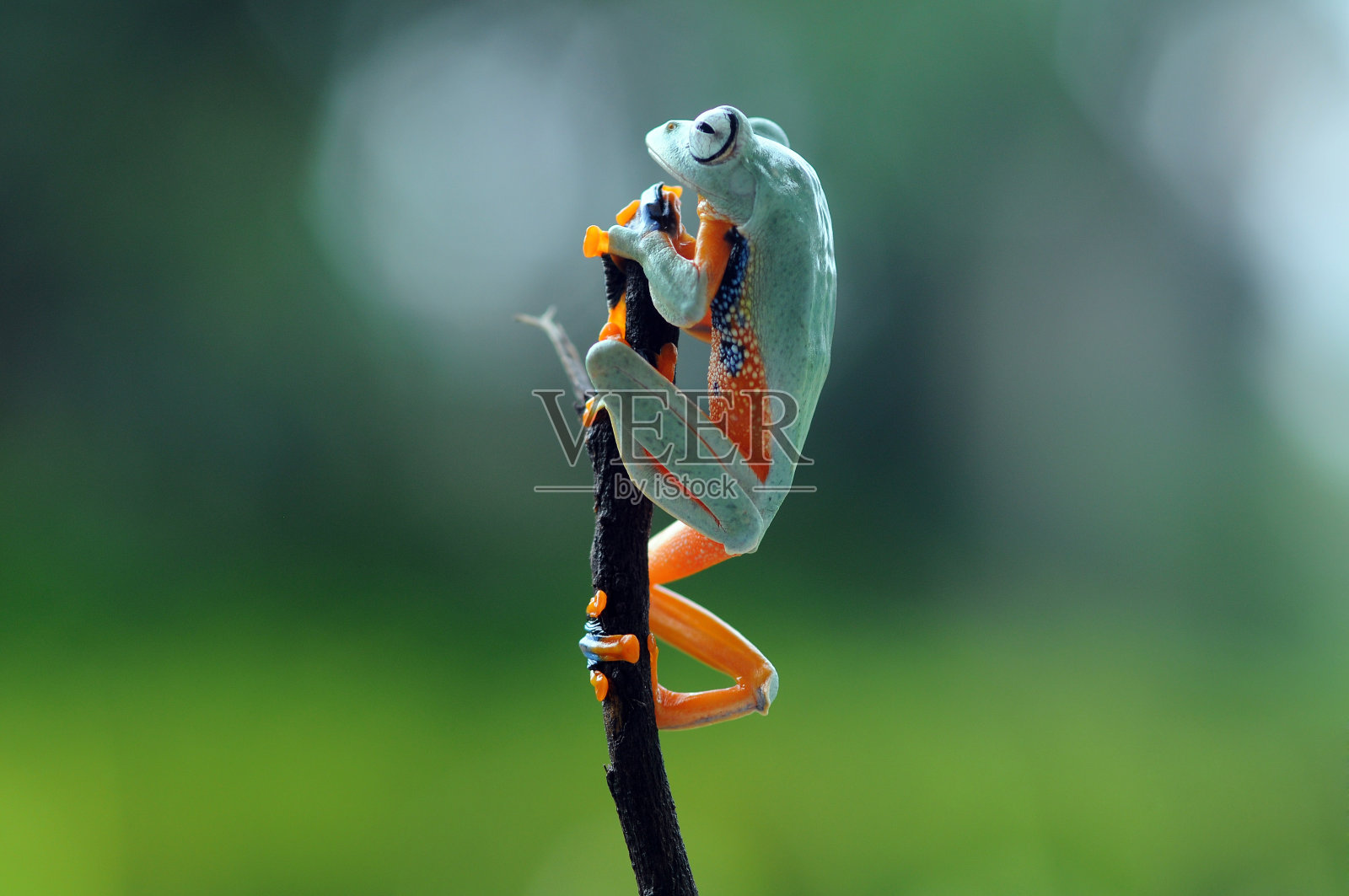 坐在植物上的矮胖青蛙，爪哇青蛙，照片摄影图片