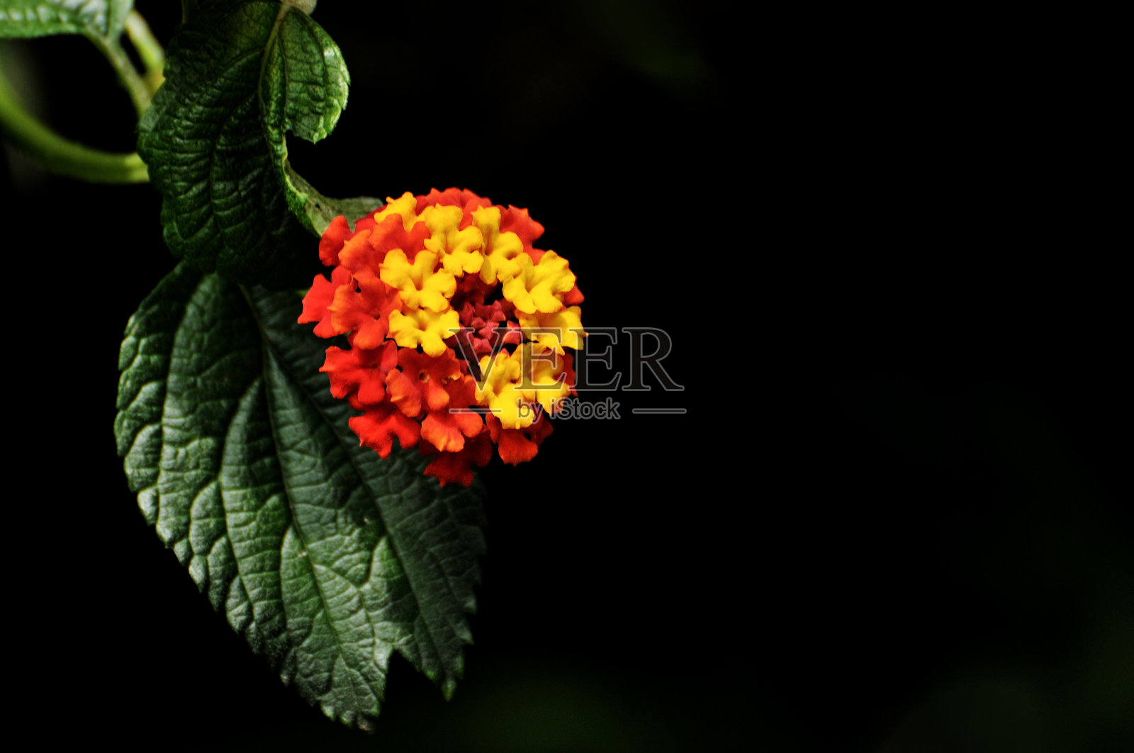 红色和黄色的花朵背景照片摄影图片