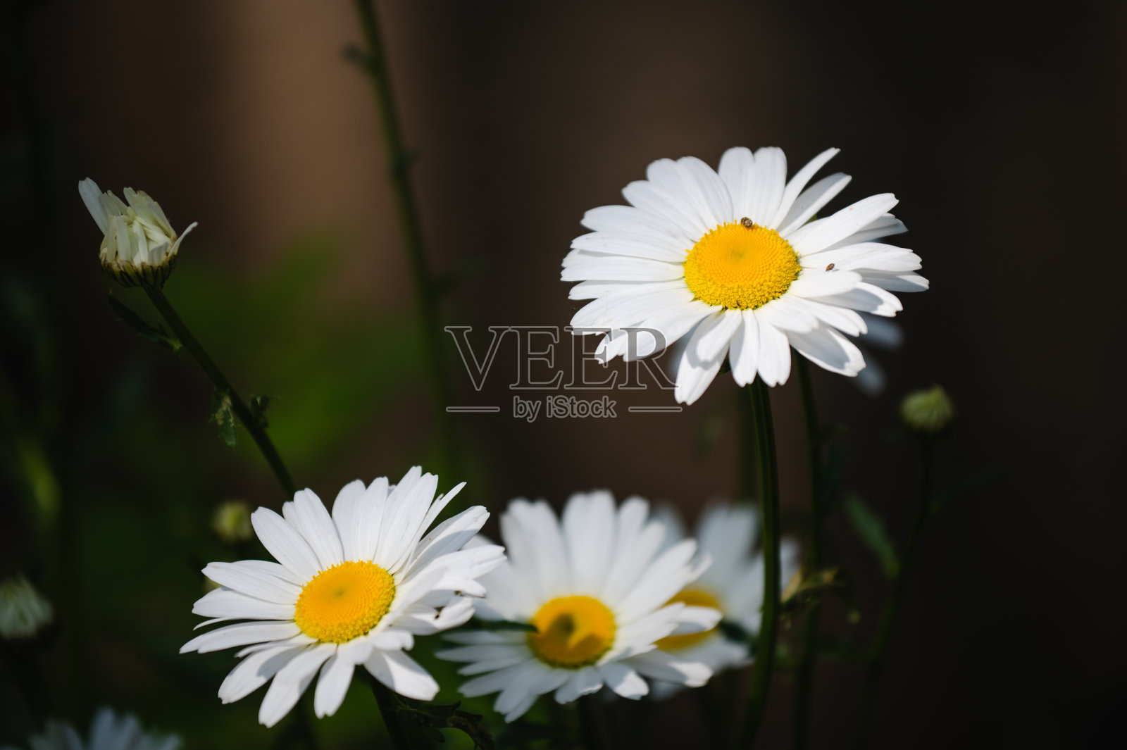 自然背景中的洋甘菊照片摄影图片