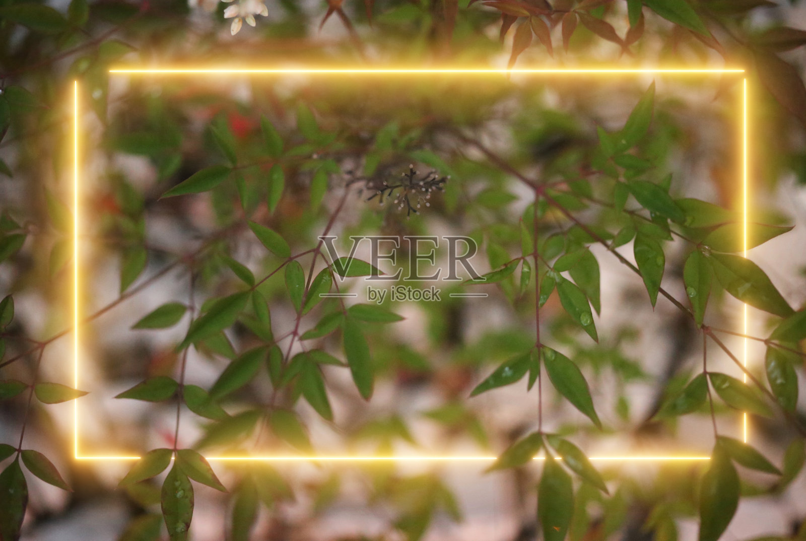 用霓虹灯做成的令人惊叹的椭圆形叶子的特写照片摄影图片