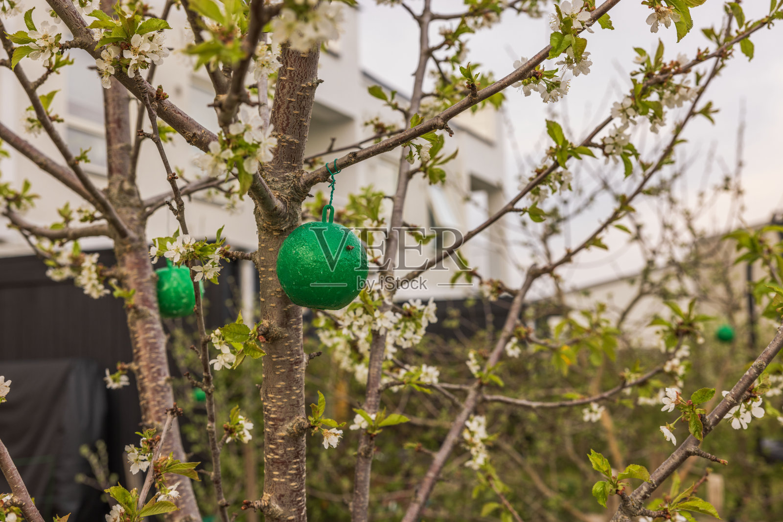 苹果树上的绿色塑料粘虫笼图。照片摄影图片