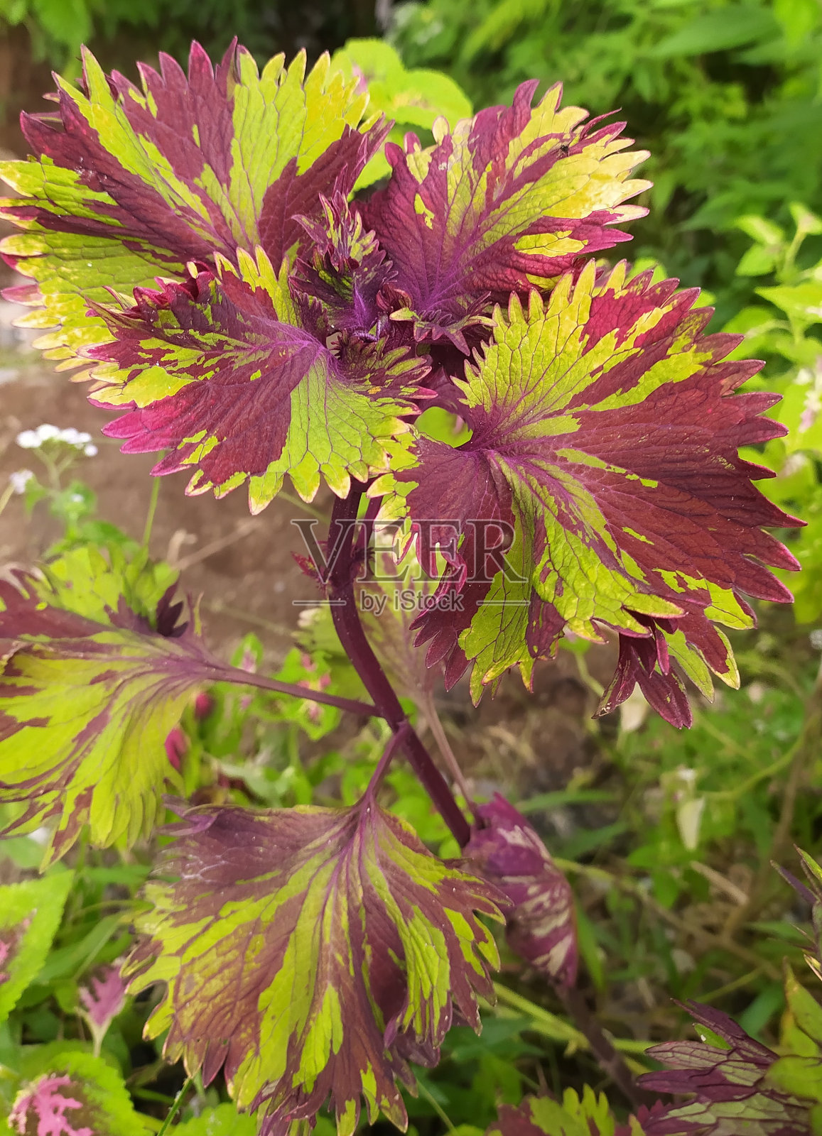 锦紫苏花照片摄影图片