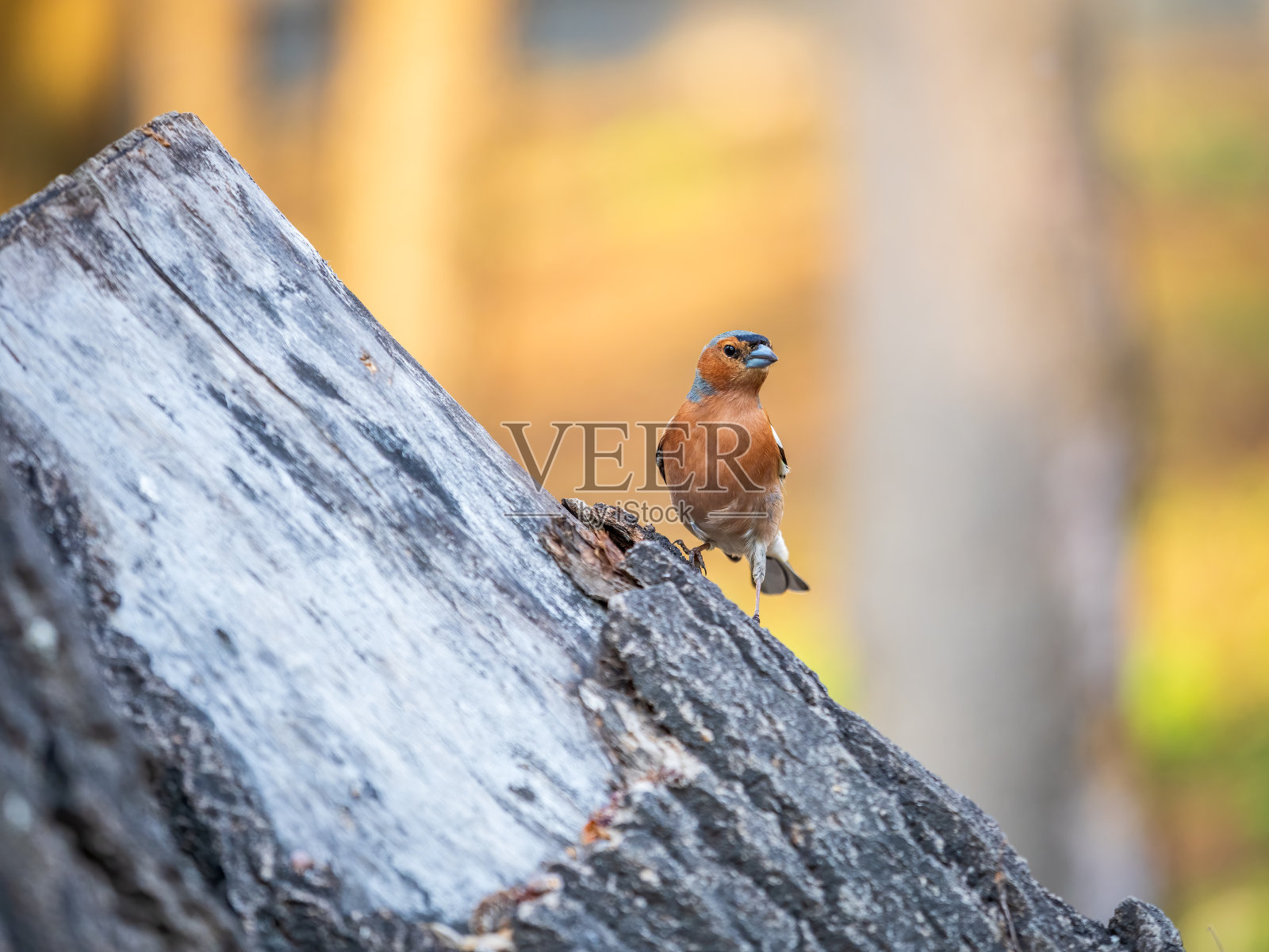 普通的苍头燕雀(Fringilla coelebs)坐在树上。野生动物中常见的苍头燕雀。照片摄影图片