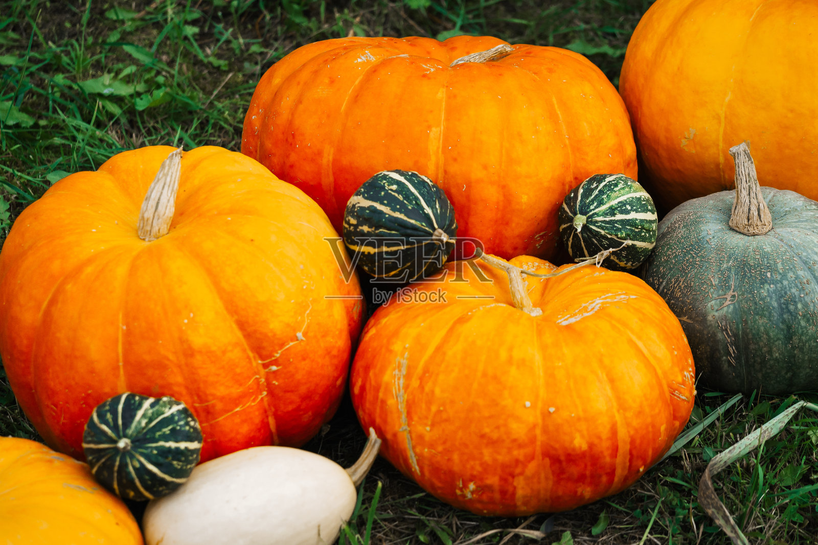 秋天的装饰。南瓜、南瓜、南瓜的背景是秋天的草照片摄影图片