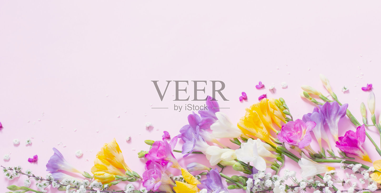 粉嫩的粉红色背景上的春花照片摄影图片