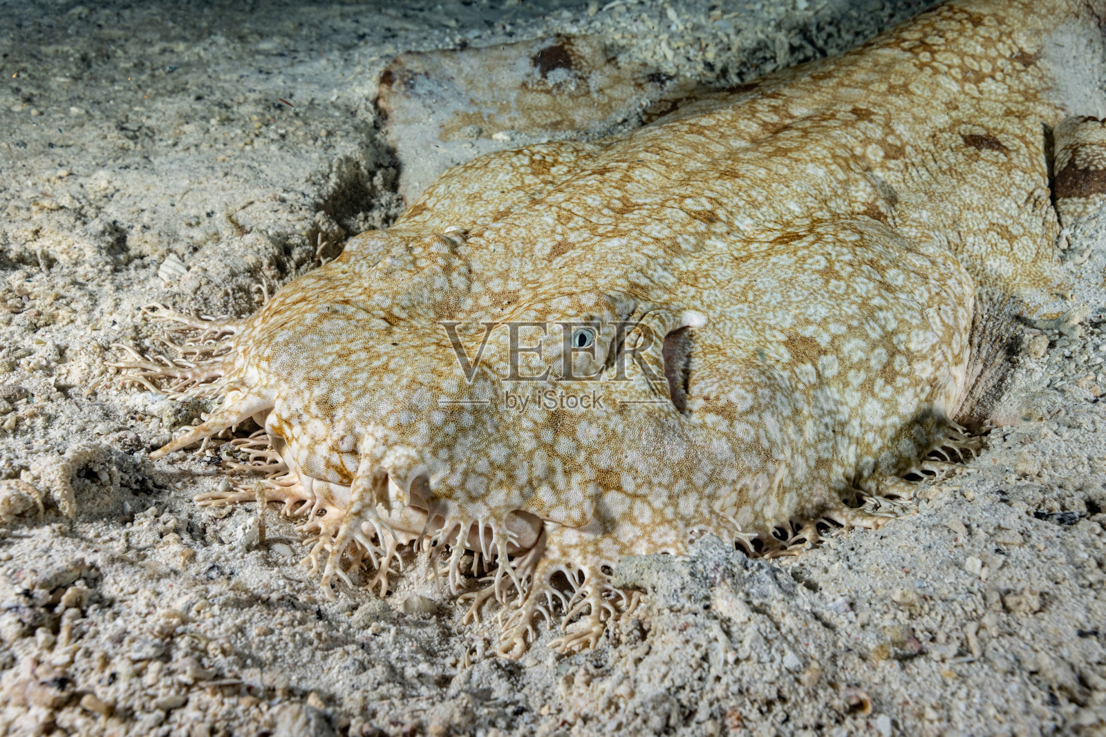 印尼Triton湾，夜间沙滩上的流苏斑纹须照片摄影图片