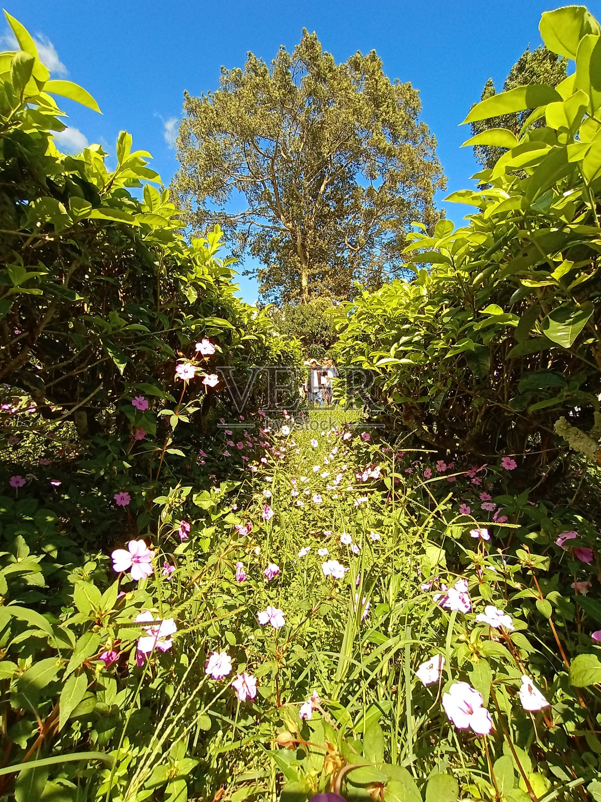 美丽的花朵在树木花园的小路上照片摄影图片