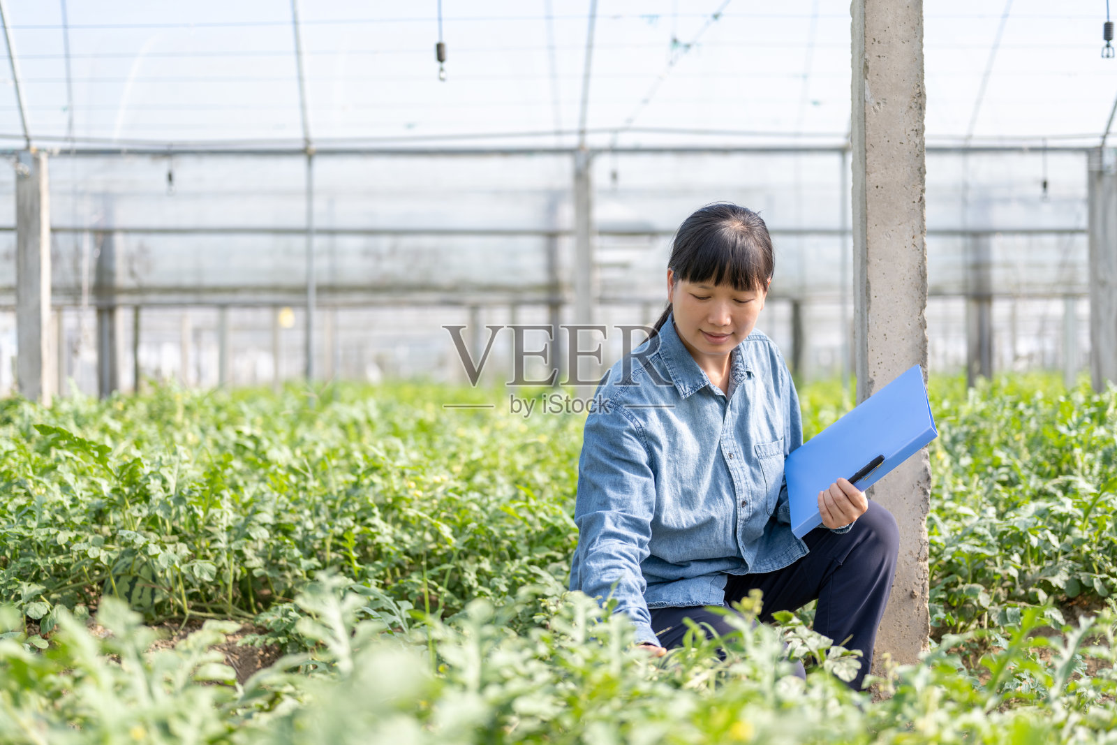 一位女农民在西瓜种植温室工作照片摄影图片