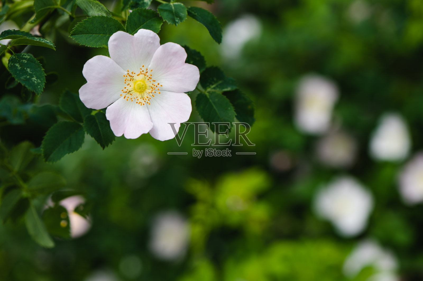 玫瑰园背景照片摄影图片