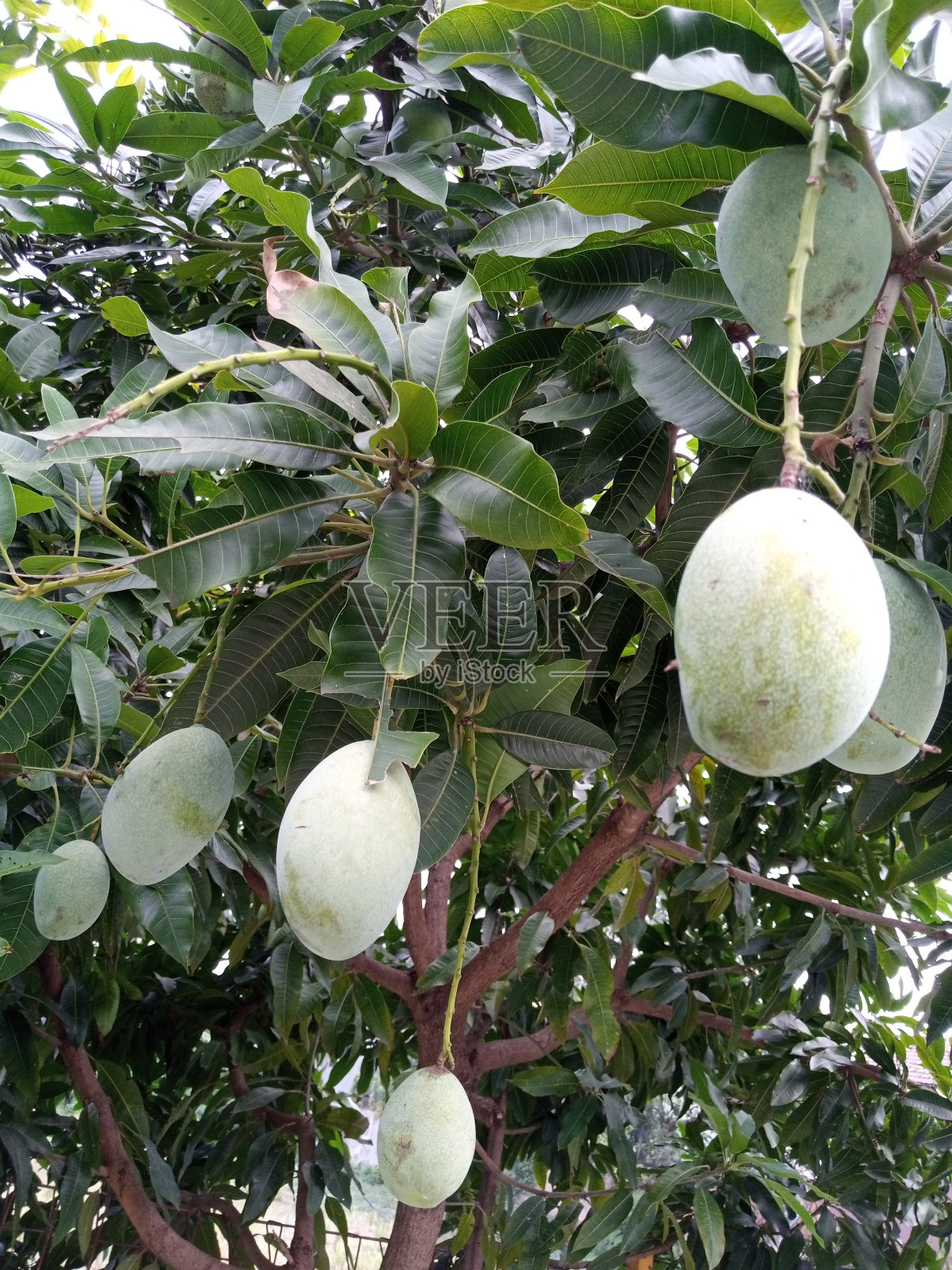 芒果照片摄影图片