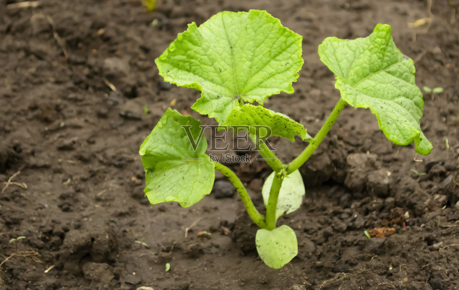 黄瓜的栽培。黄瓜幼苗移栽到空地后。空地上的小黄瓜丛。照片摄影图片