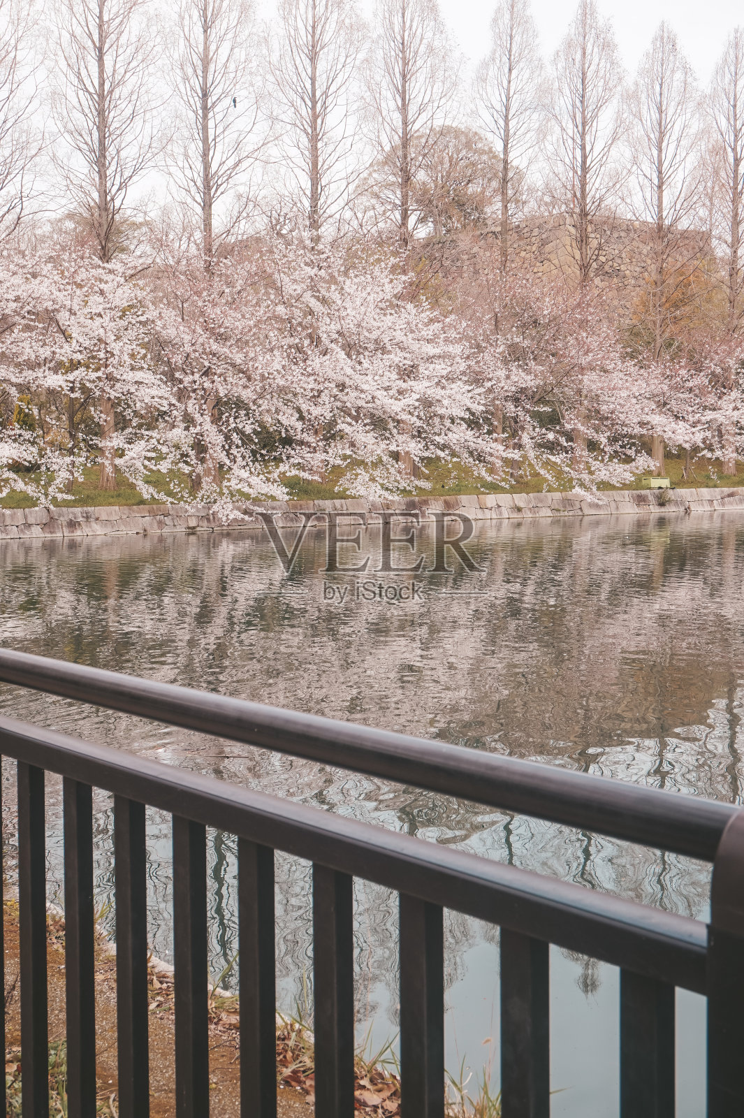 日本春天的樱花照片摄影图片