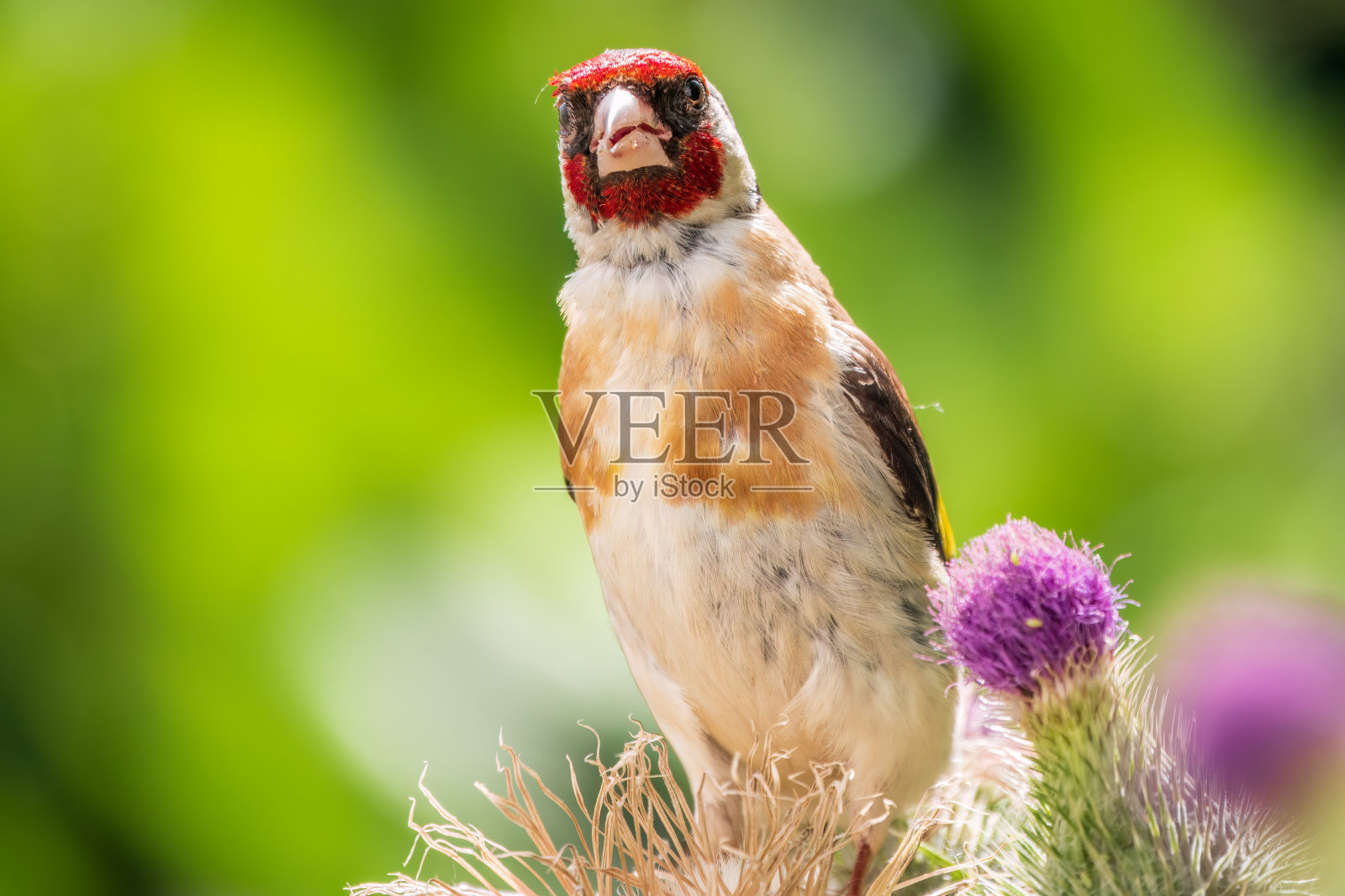 欧洲金翅雀，以蓟的种子为食。Carduelis Carduelis。照片摄影图片