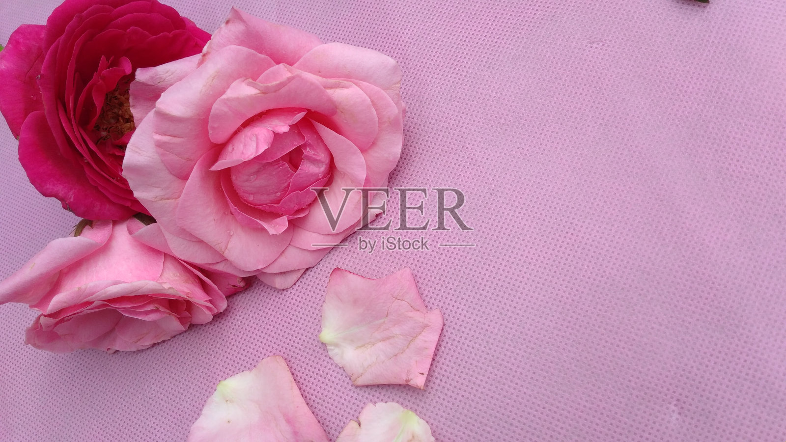 玫瑰照片摄影图片