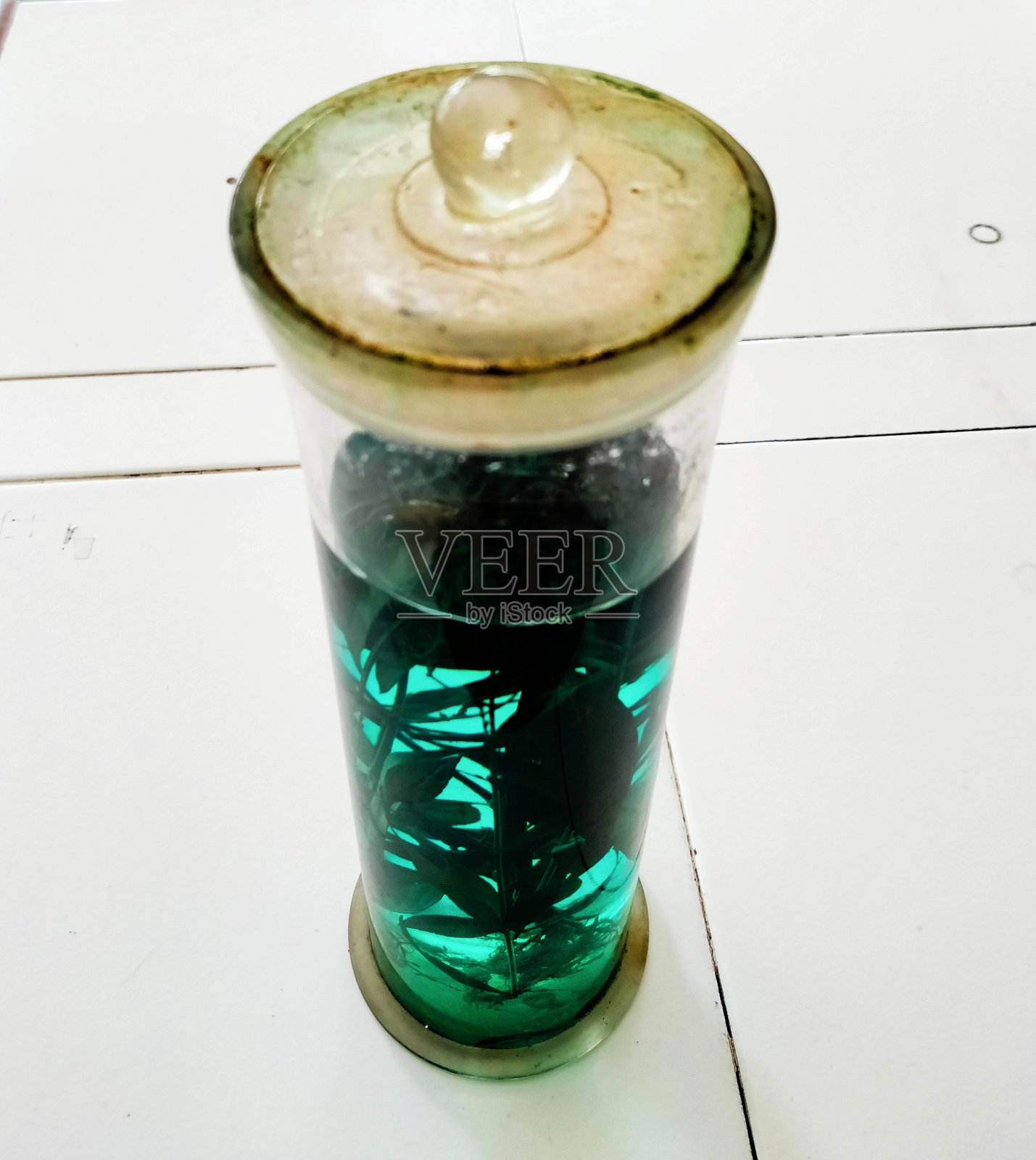 保护植物照片摄影图片